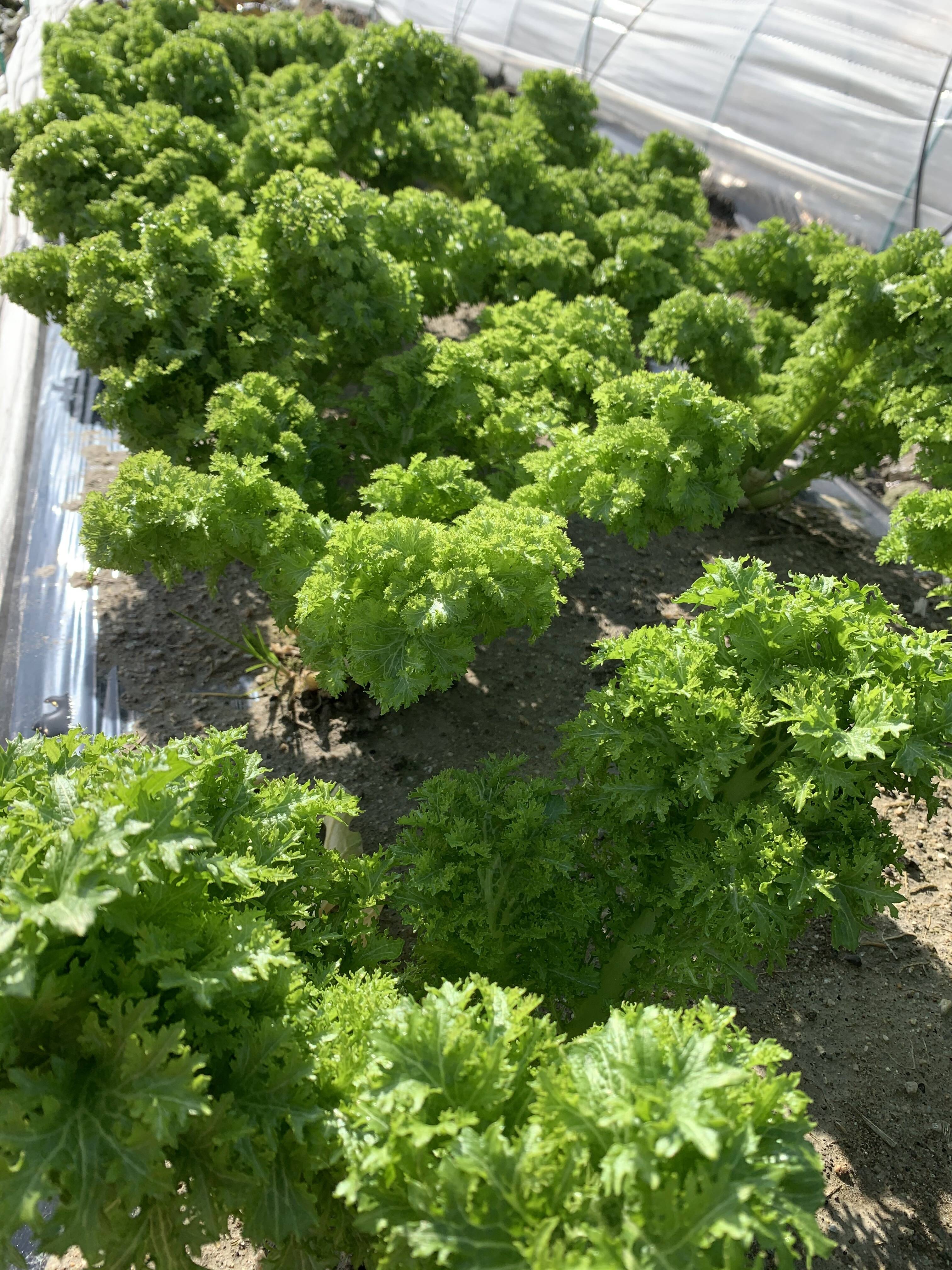 淡路島で栽培したわさび菜 兵庫県産の野菜 食べチョク 産地直送 産直 お取り寄せ通販 農家 漁師から旬の食材を直送
