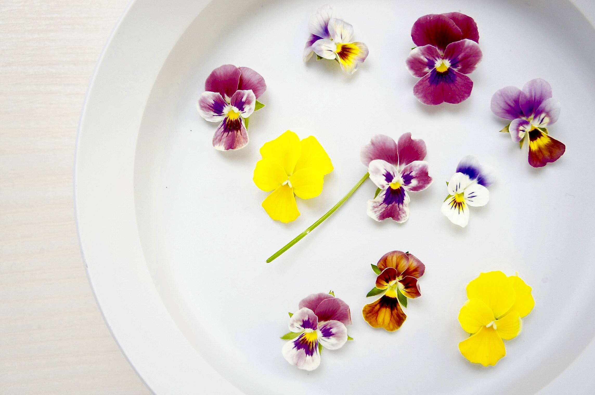 Rady キティ ボウル エレガンスフラワー エレフラ Rady キティ ボウル