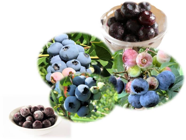 完熟のまま手摘み選別した冷凍ブルーベリー：4品種（125gの4パック