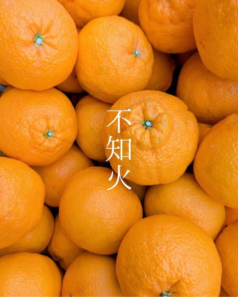大崎上島産】【10kg】不知火【2025年1等受賞】：広島県産のみかん