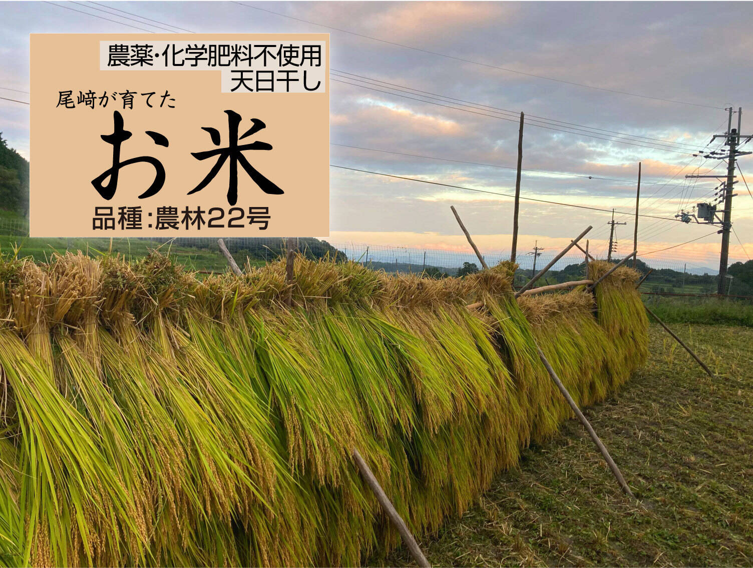 ◇令和7年◇農薬化学肥料不使用・天日干し◇白米粒が光る最高級棚田米