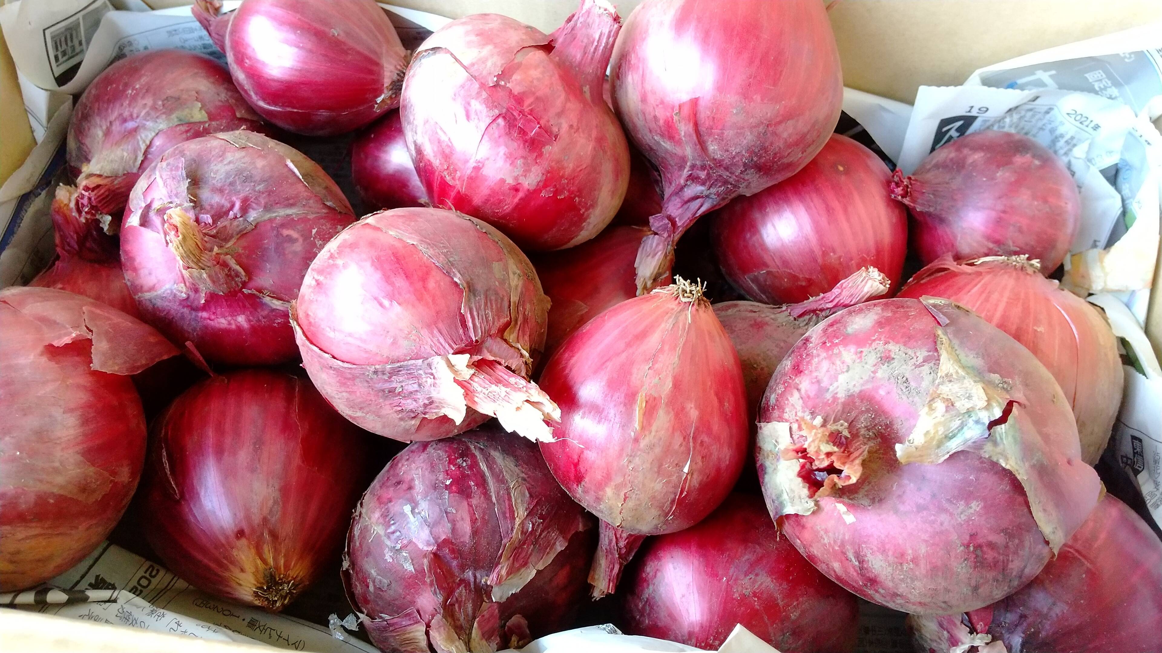 越冬玉ねぎ 甘みがぎゅっと詰まった赤玉ねぎ4 5kg 長野県産の玉ねぎ 食べチョク 産地直送 産直 お取り寄せ通販 農家 漁師から旬の食材を直送