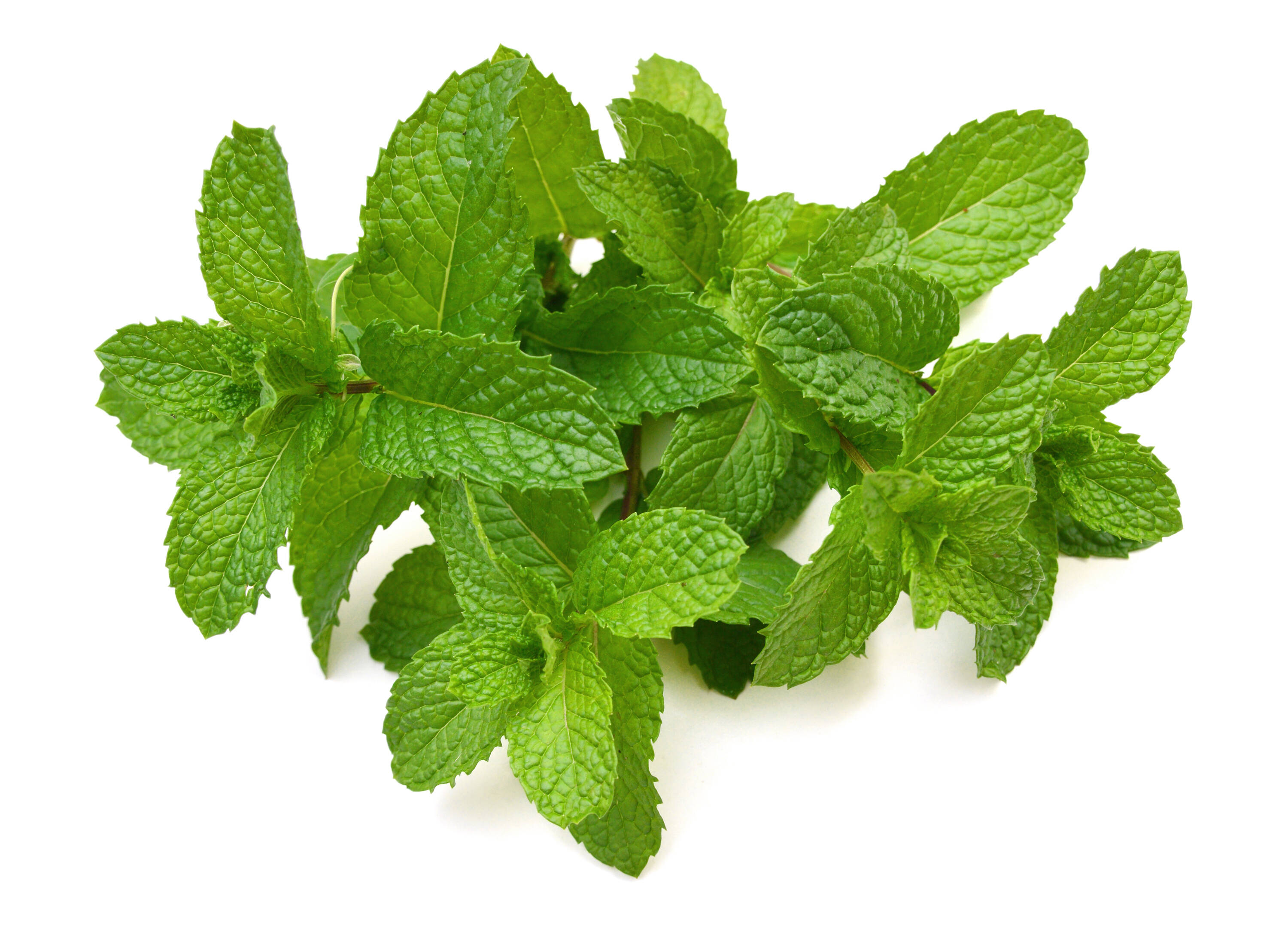 99c10280848c4b4b1b5e39af610d12