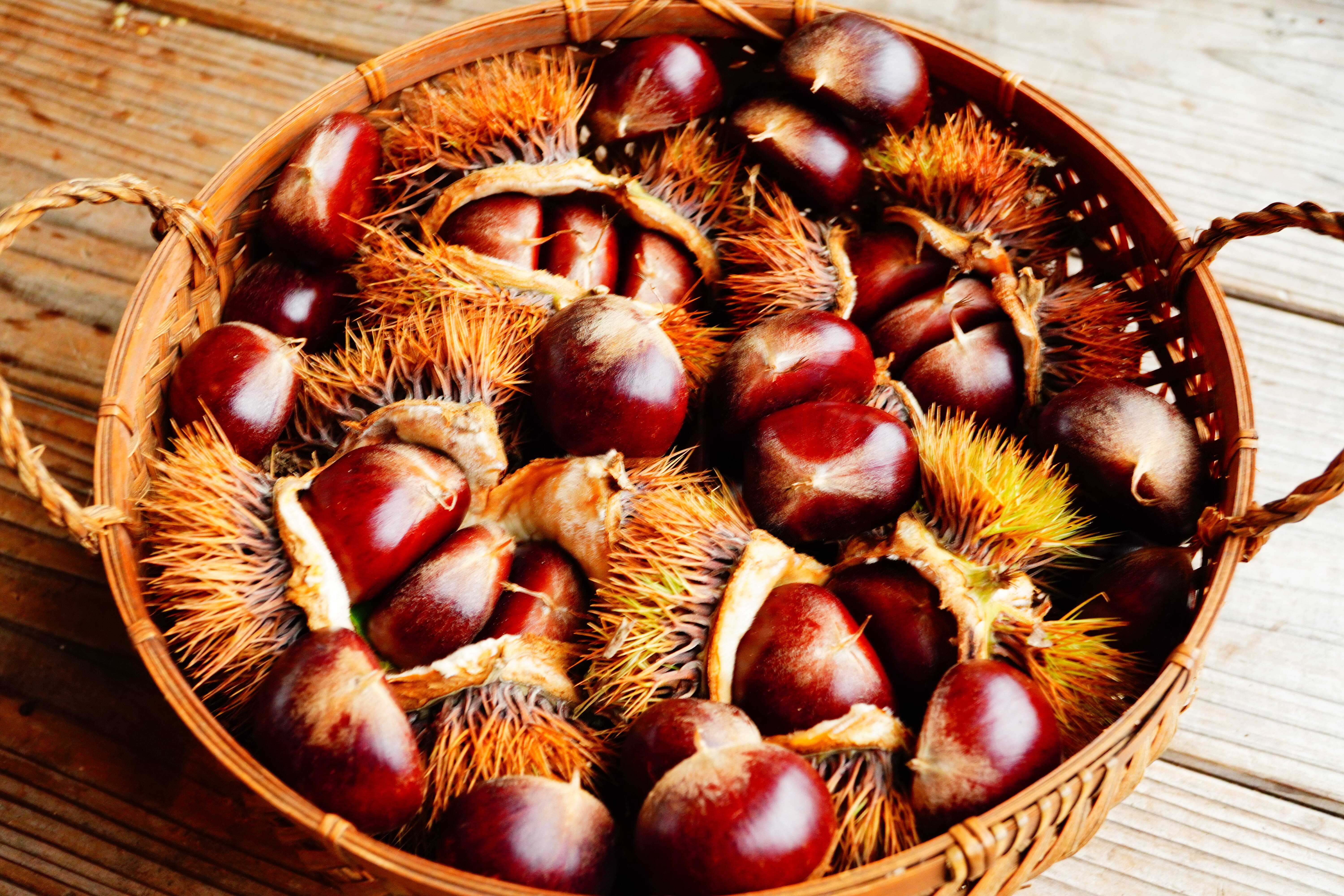 栗　熊本産　10kg 中から大サイズを送ります。　ラスト 栗 1kg 利平栗 熊本産 冷蔵便 送料無料 食品 : 花と緑 国華園