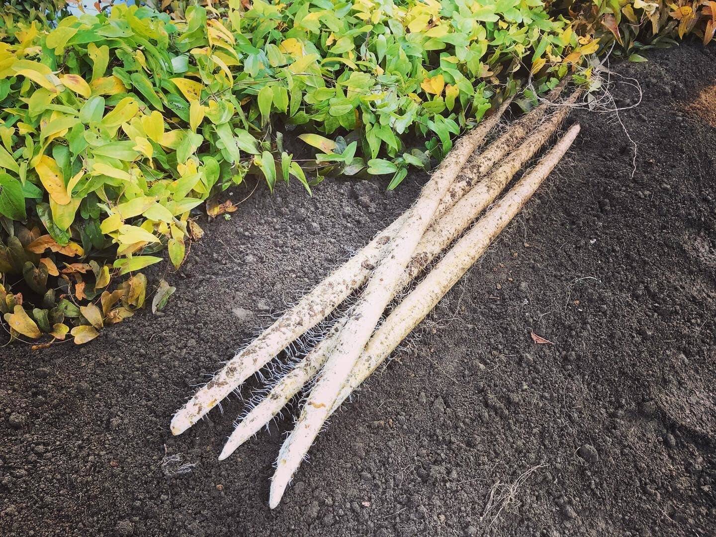 自然薯1kg