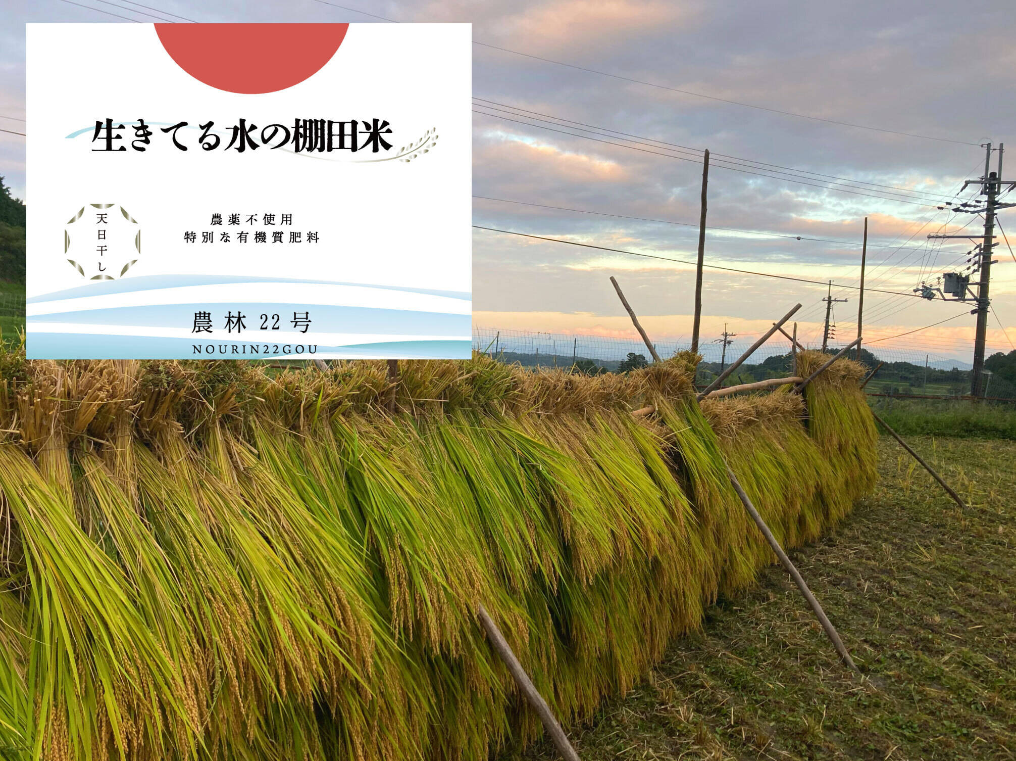 自然栽培 湧水で育てた手植え はせがけ天日干し　明治時代のお米　玄米　9kg ◇生きてる水の棚田米◇天日干し・農薬・化学肥料不使用・生きてる