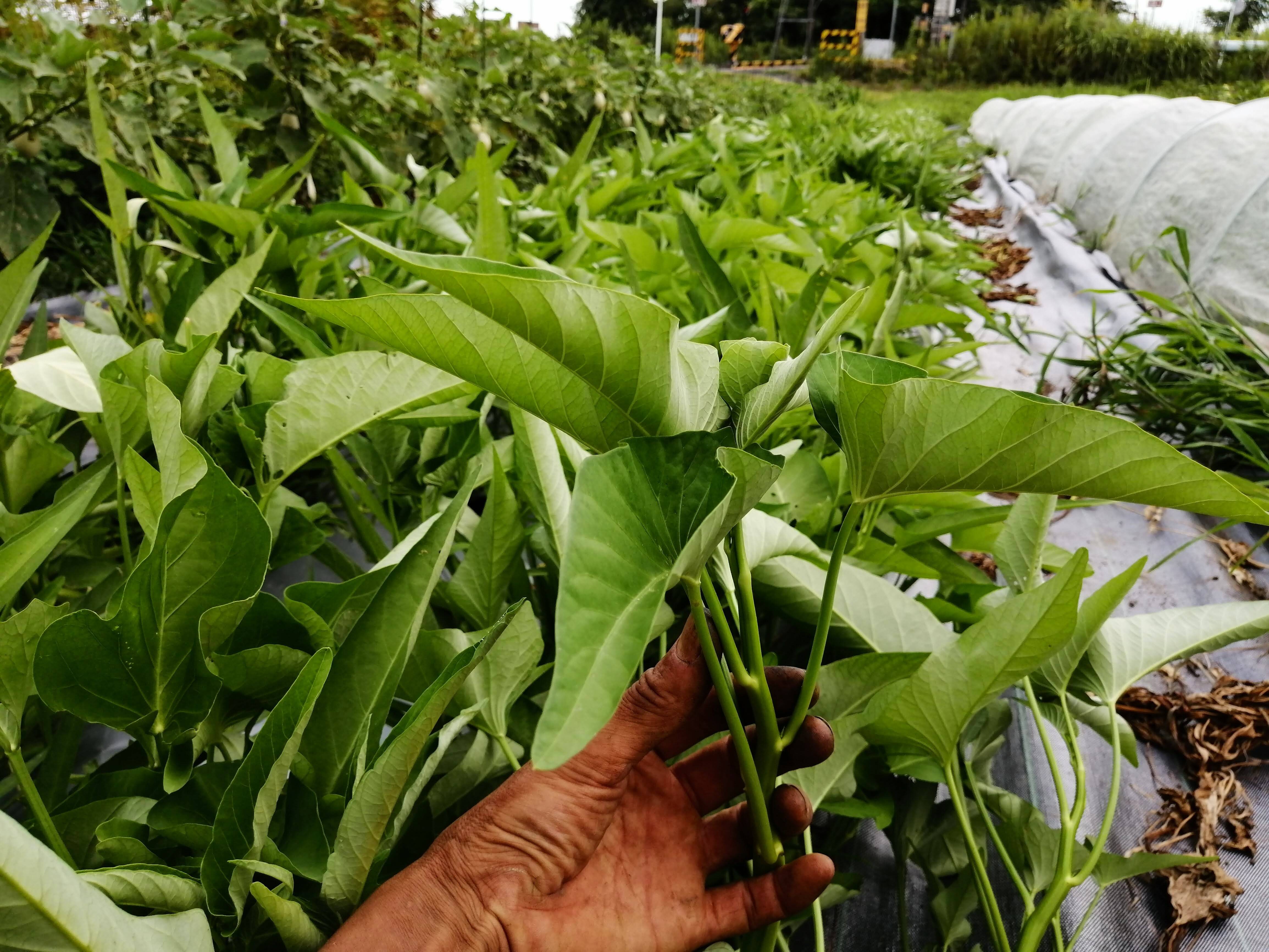 シャキシャキ食感、採りたて空芯菜！！（80サイズ箱いっぱい）：神奈川