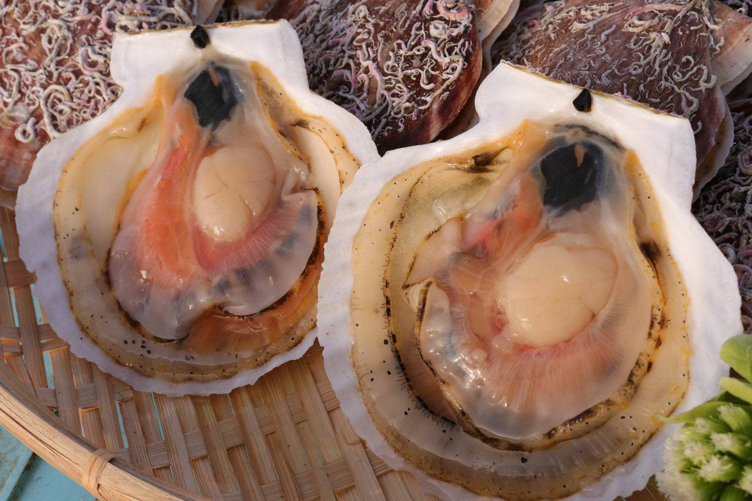 北海道産 活ホタテ 2年もの 3kg 北海道産 食べチョク 農家 漁師の産直ネット通販 旬の食材を生産者直送