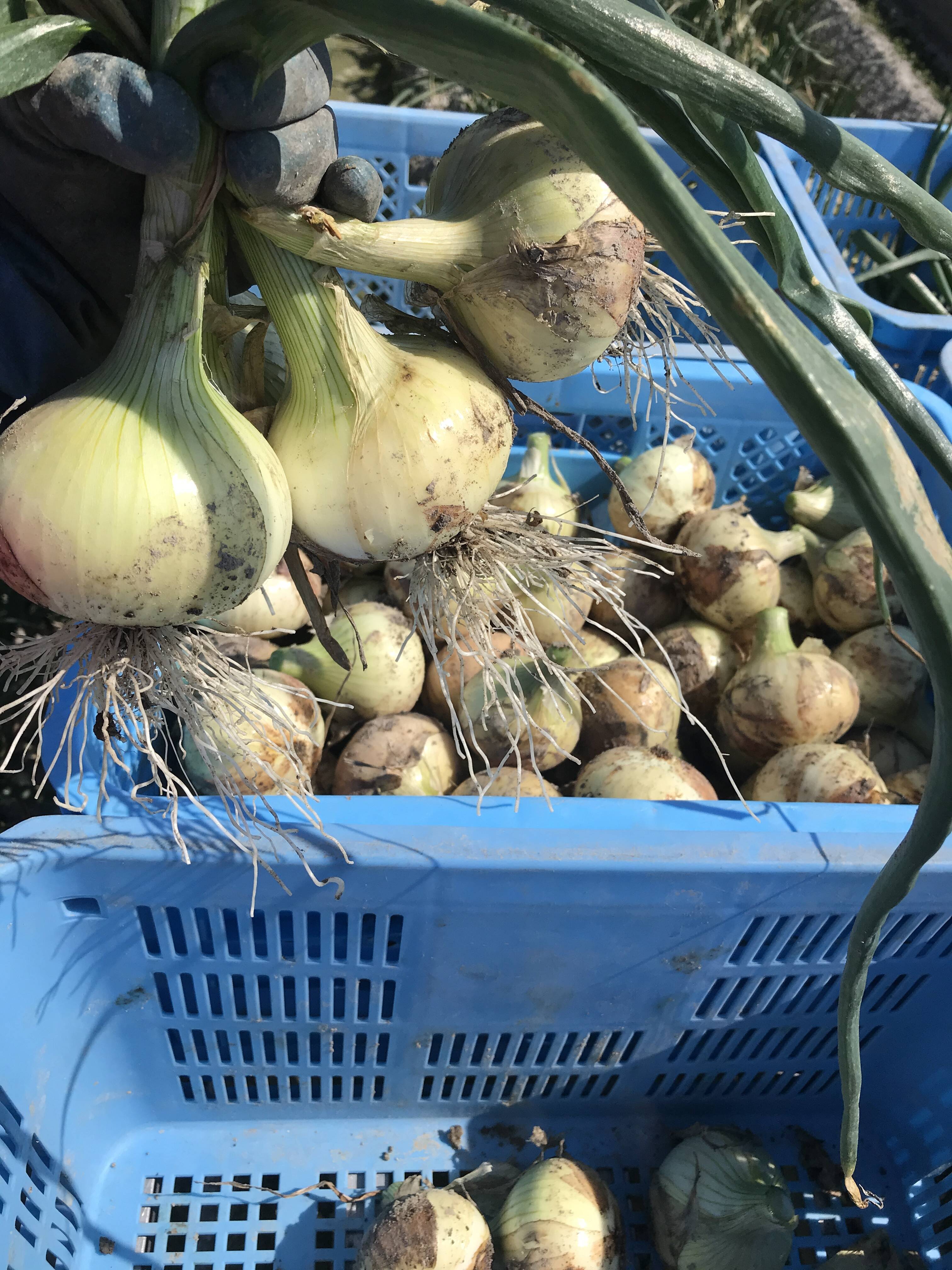 期間限定 淡路島産新玉ねぎ 5キロ 兵庫県産の玉ねぎ 食べチョク 産地直送 産直 お取り寄せ通販 農家 漁師から旬の食材を直送