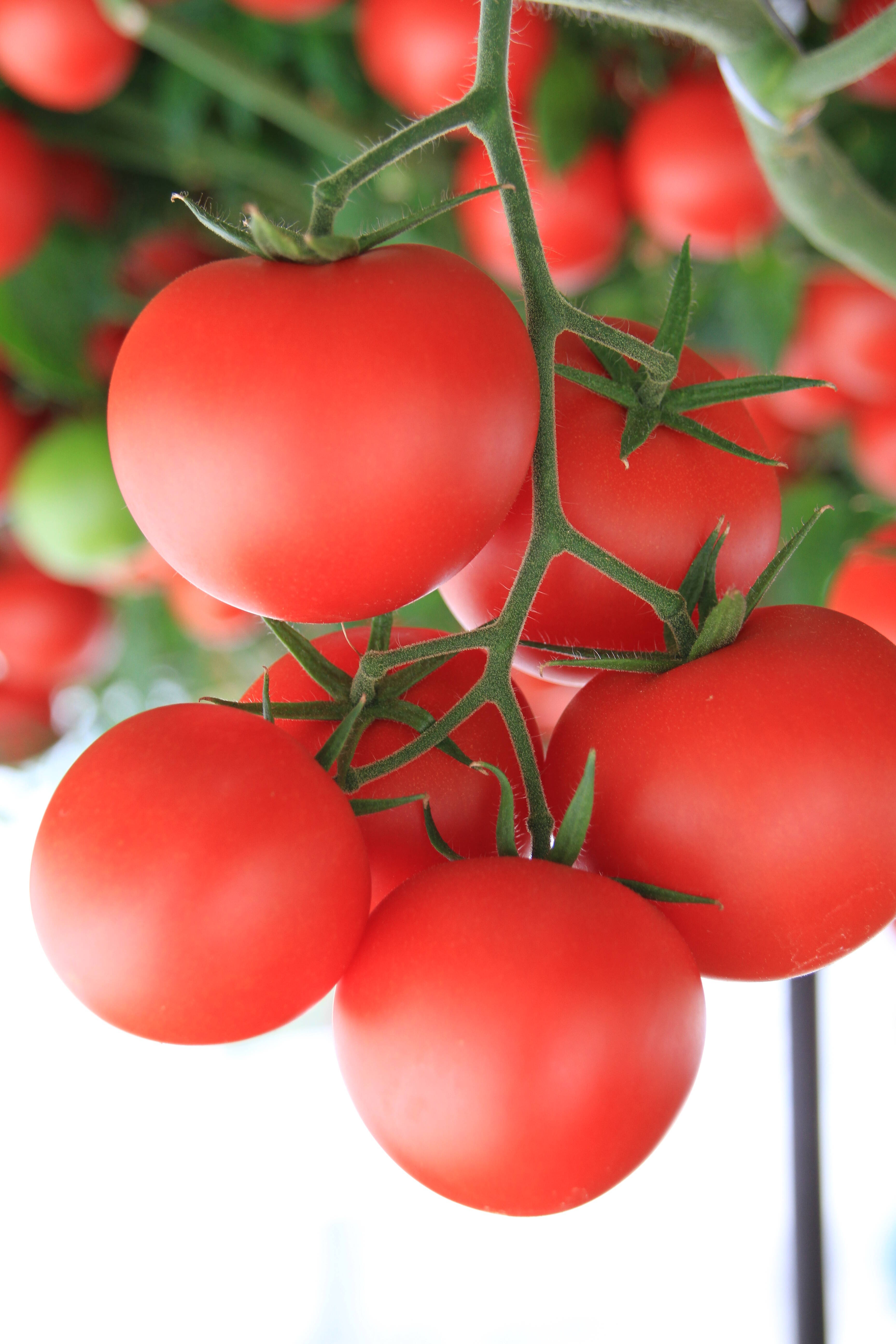 千葉県産 ミニトマト(2種)【2kg】<水耕栽培>天空のとまと 千葉県産 ミニトマト(2種)【2kg】<水耕栽培>天空のとまと