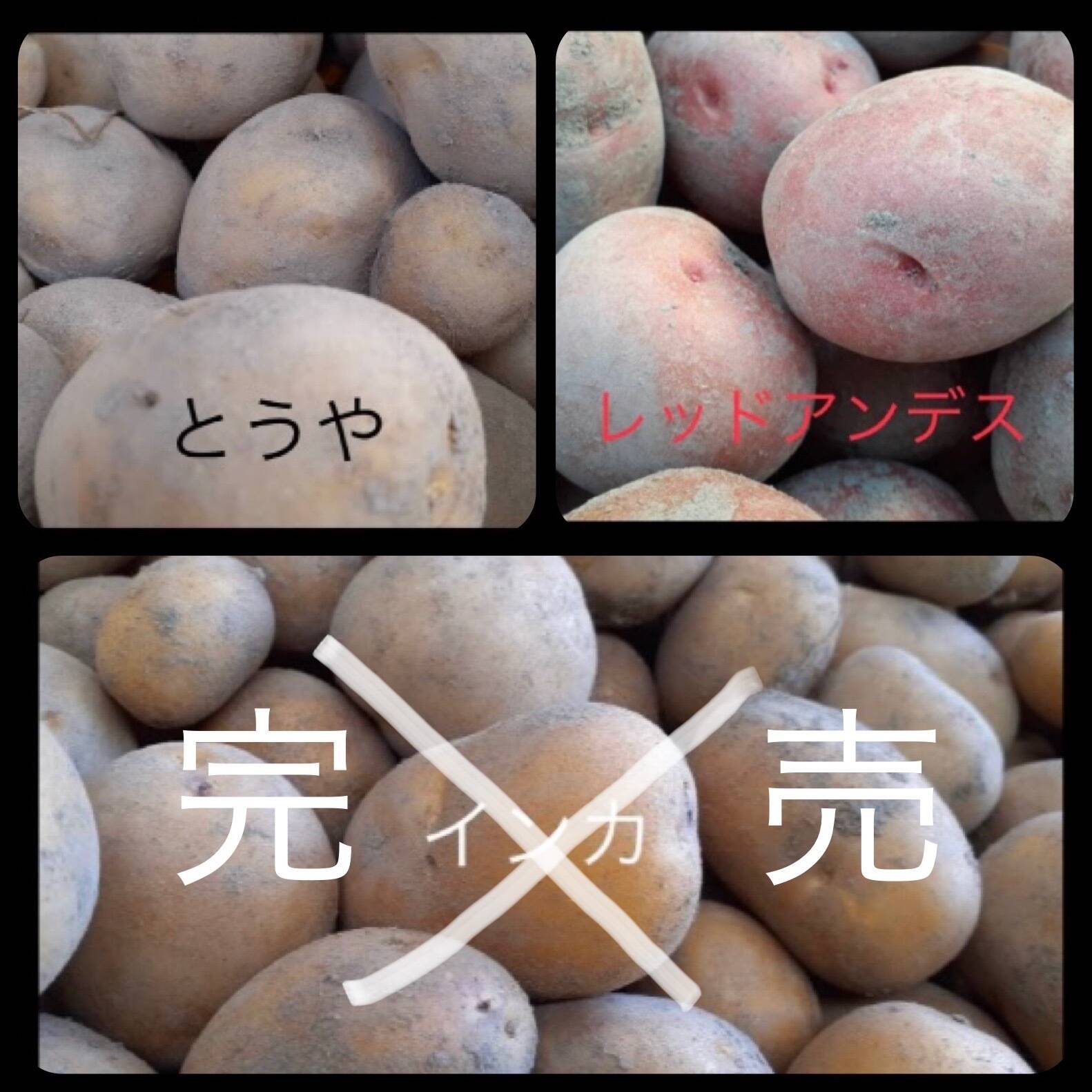 激安価格と即納で通信販売 季節限定 Www Direcauto Net