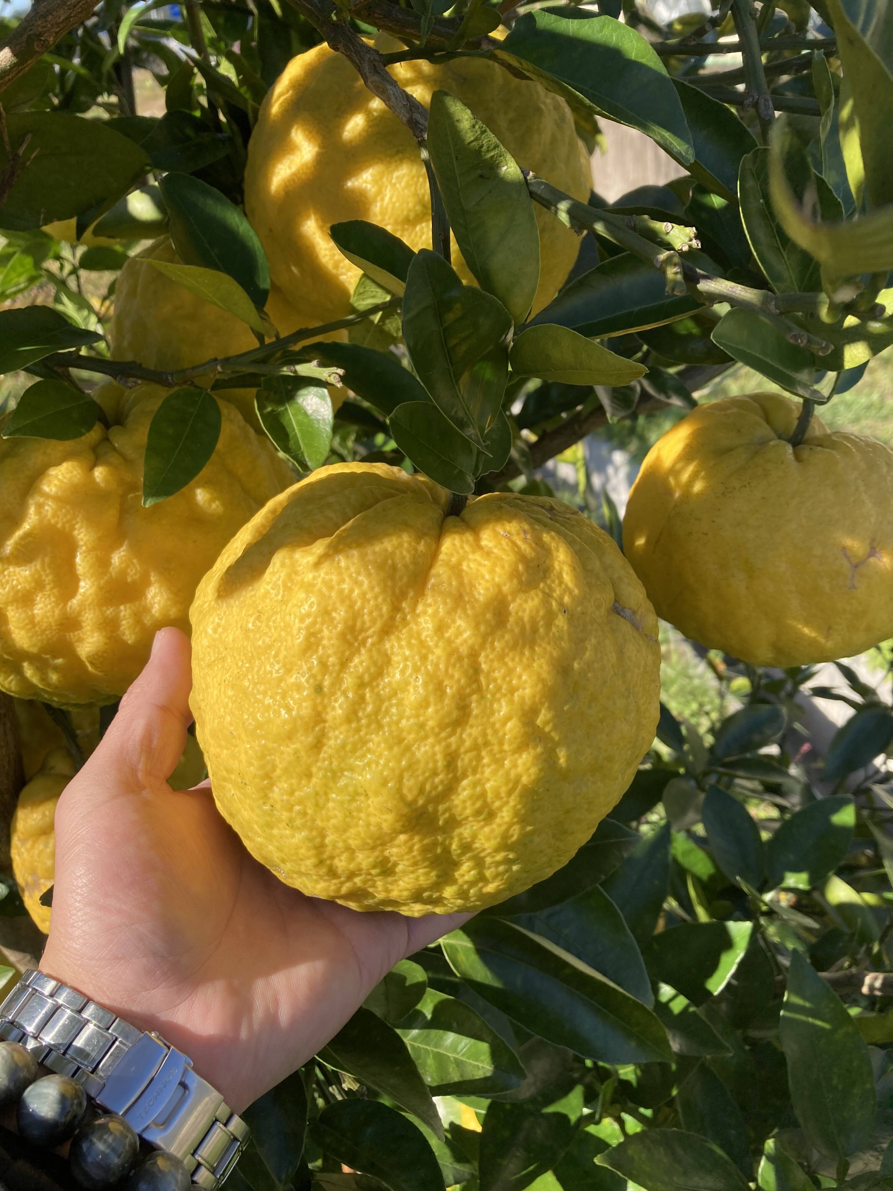 獅子柚子 縁起物とされてる獅子柚子 兵庫県産の果物 食べチョク 産地直送 産直 お取り寄せ通販 農家 漁師から旬の食材を直送