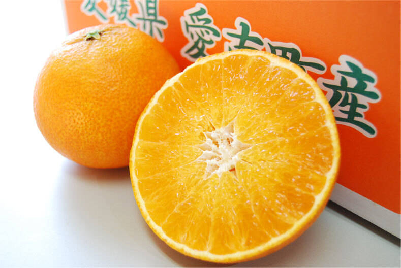 愛媛県産 家庭用 愛果28号 柑橘 15kg 先行予約】あいか28号 1.5kg（5