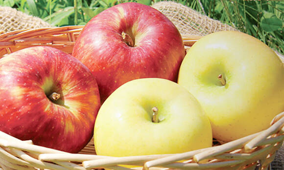 完売】りんごおまかせ詰め合わせ 家庭用 4.5kg (12～24個)：青森県産の