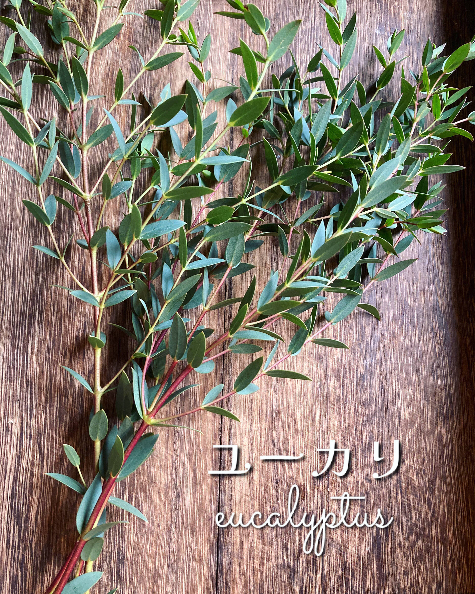 ユーカリ 切り枝 約150本 ハンドメイド用：富山県産のユーカリ｜食べ