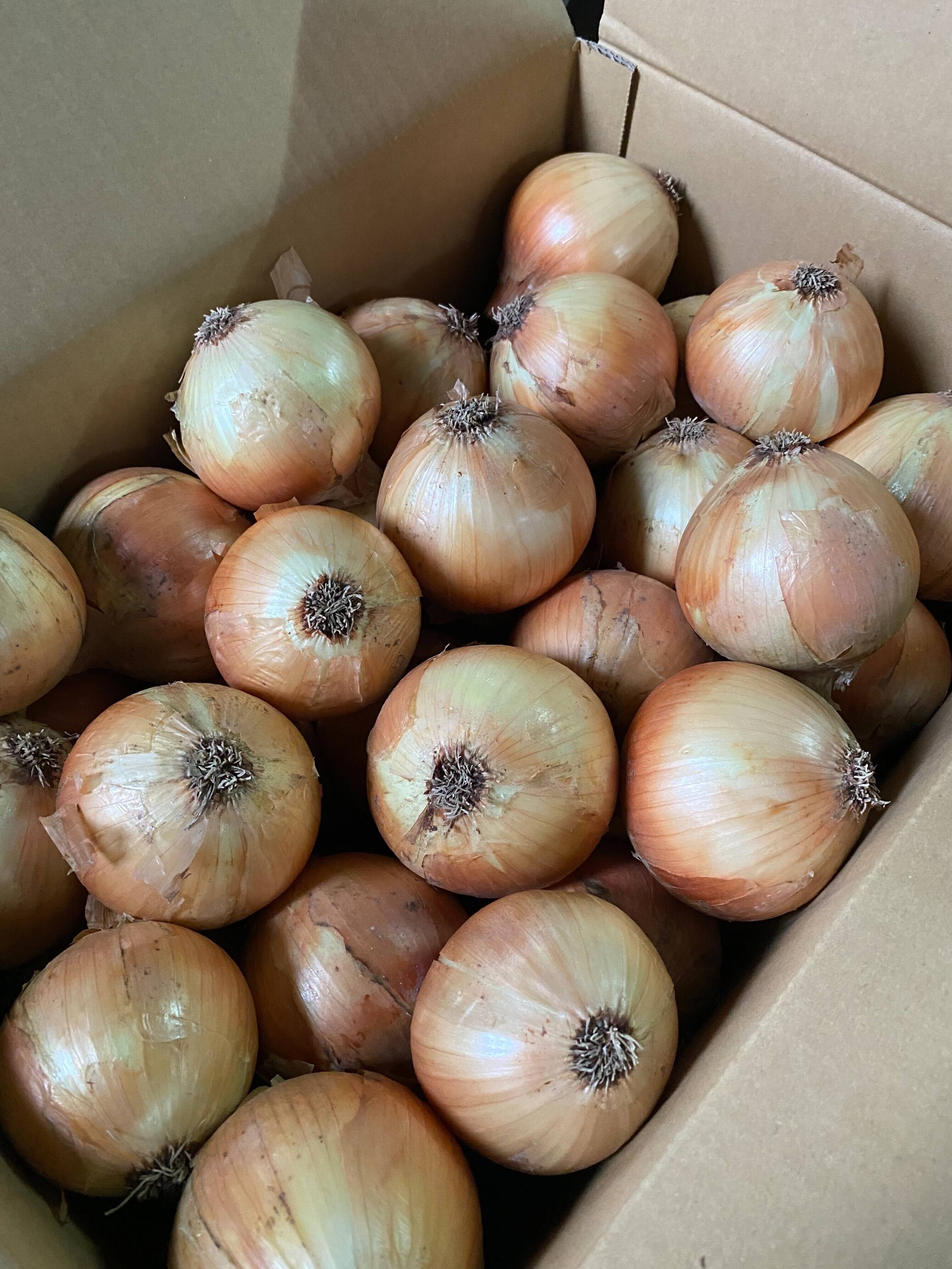 希少！淡路島産玉ねぎ苗極早生貴錦500本 希少！淡路島産玉ねぎ苗極早生貴錦500本 極早生タマネギ 種 『貴