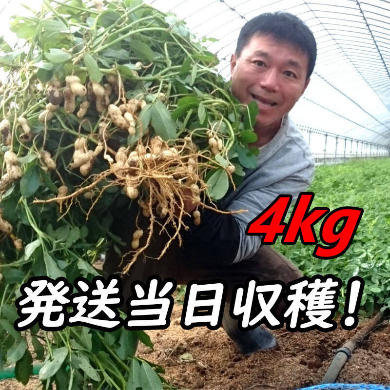 『おおまさり 生落花生 4kg』茹で落花生に最適！千葉県南房総産の