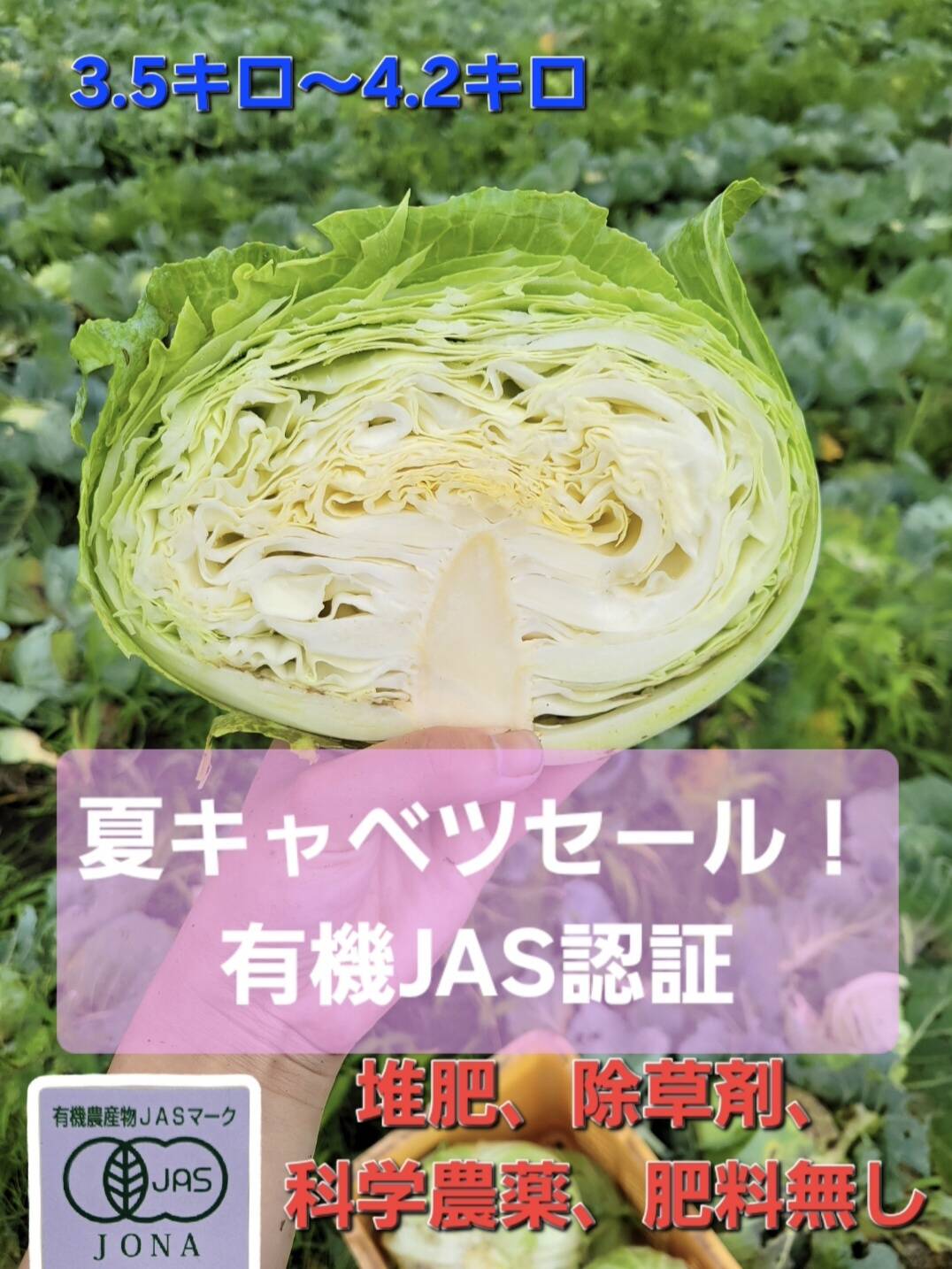 青森原産 野菜 キャベツ 30kg 有機JAS認証夏キャベツ【夏セール！】：青森県産の野菜｜食べチョク
