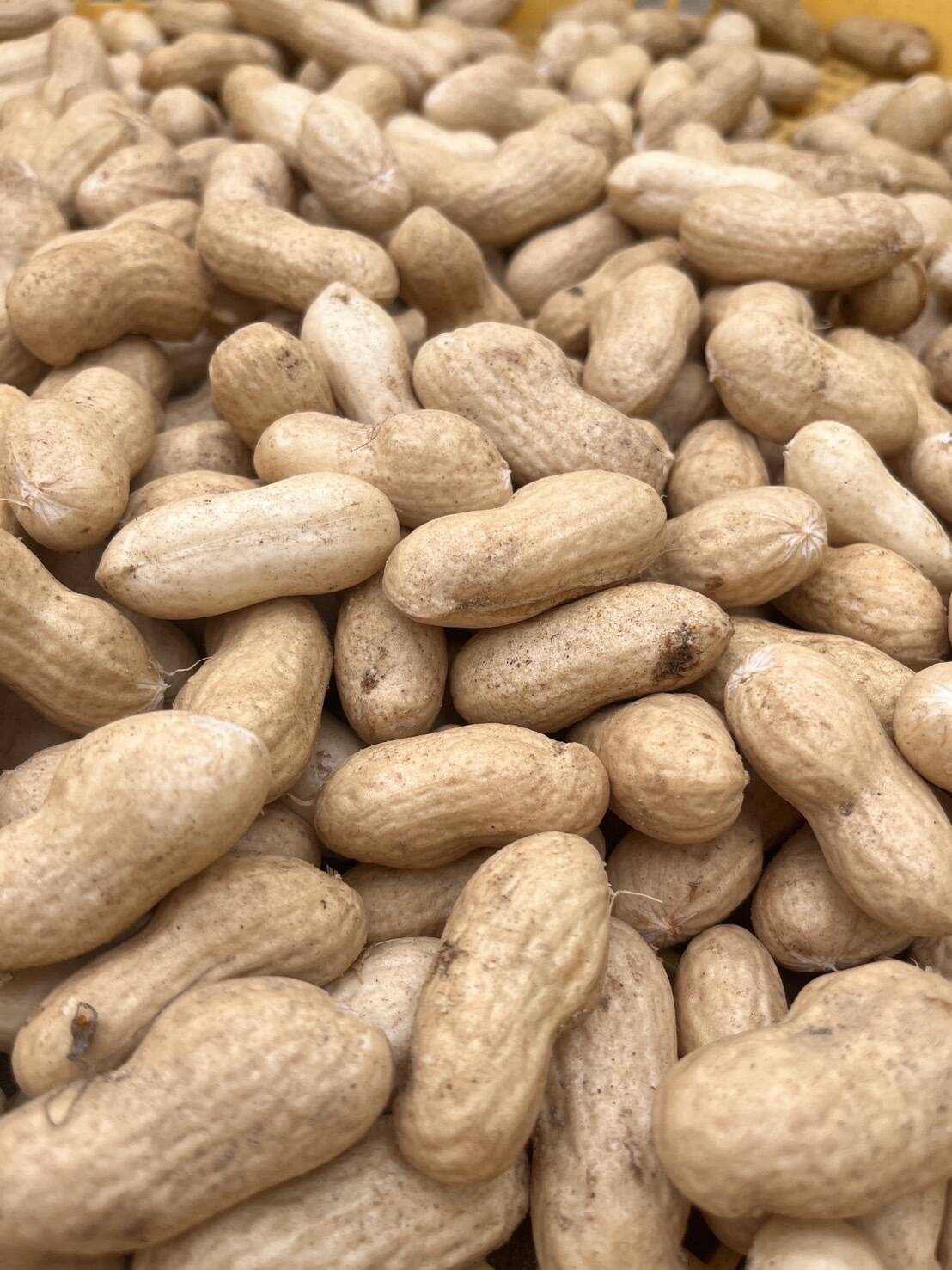 旬の味覚！遠州砂地育ちジャンボ生落花生『おおまさり』1㎏：静岡県産