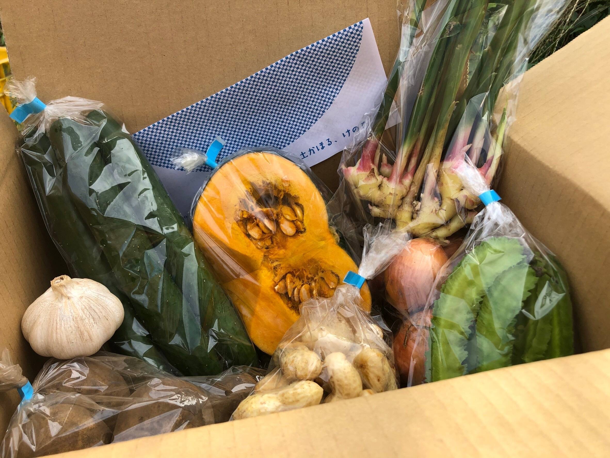 けのひの旬の野菜セット（7～8品目）：神奈川県産の野菜セット｜食べ