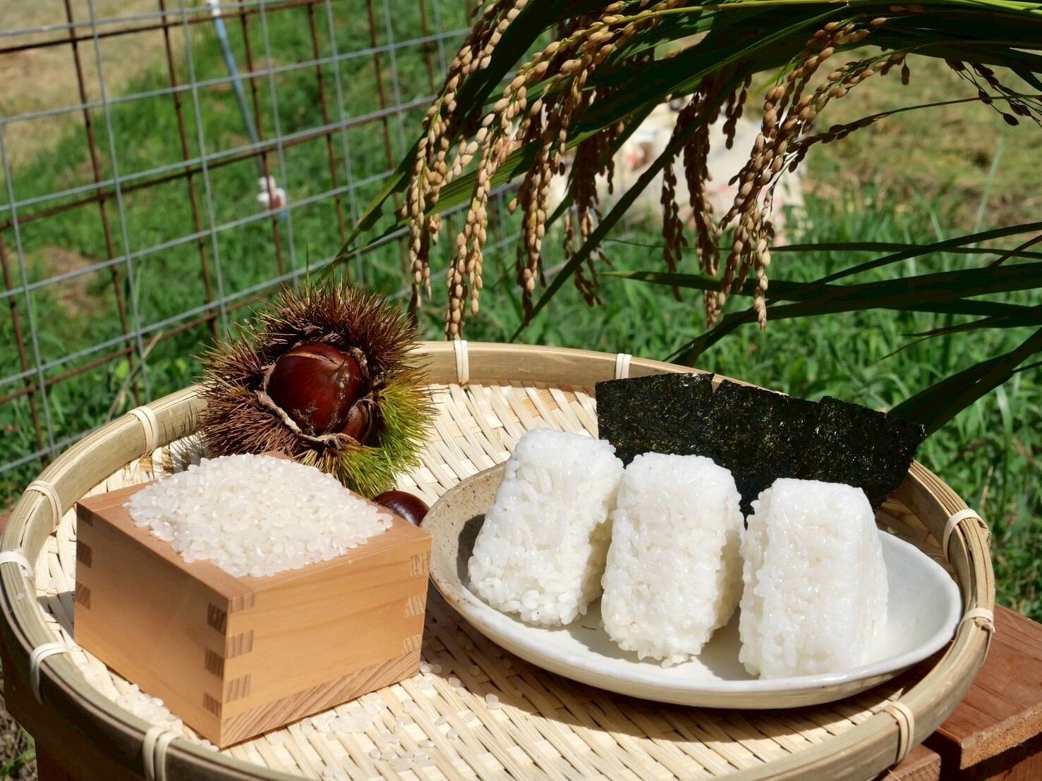 新米予約開始！9月20日発送開始｜食べチョク｜産地直送(産直)お