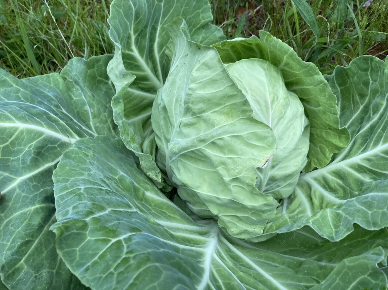 春の香りをそのままお届け 在来種キャベツてんこ盛りと旬の野菜のおまけ付き 農薬使わない 棚田野菜 滋賀県産 食べチョク 農家 漁師の産直ネット通販 旬の食材を生産者直送