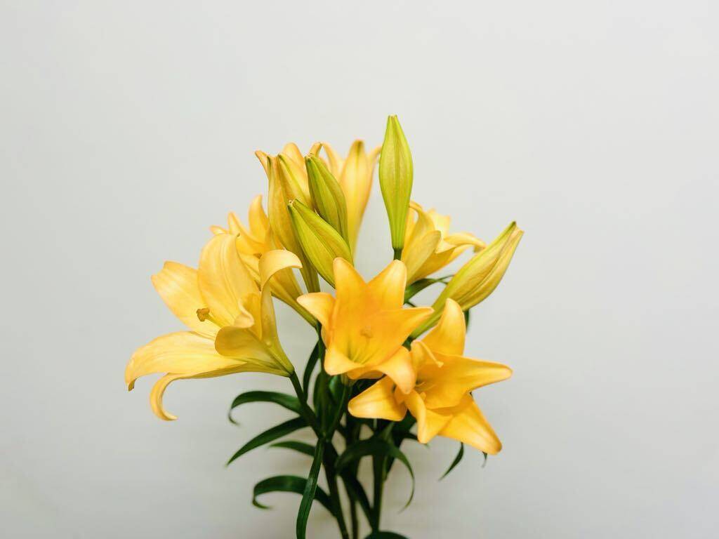 ユリです。 食べチョク初登場】□ディファレンス□洋鉄砲ユリオレンジ5本束 数量