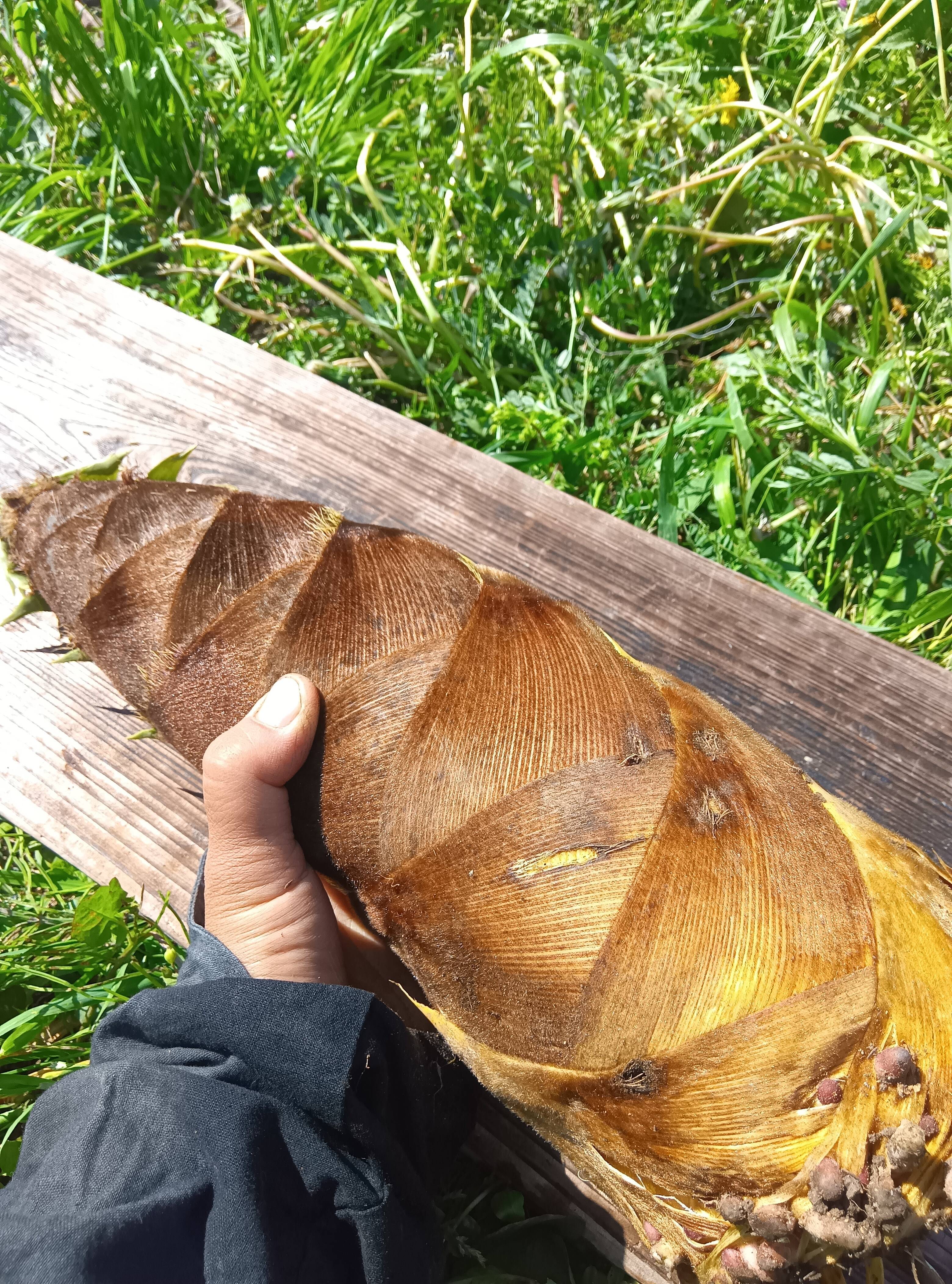 筍 孟宗筍 天然：和歌山県産の孟宗竹｜食べチョク｜産地直送(産直)お