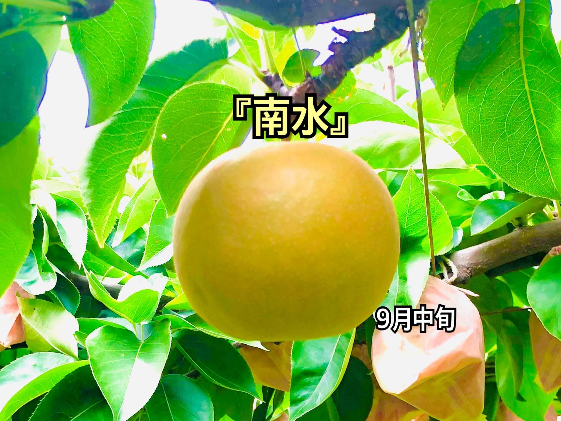 梨 南水 良品 長野県産 大好評‼️ 約2.1kg(5個〜7個) - 果物