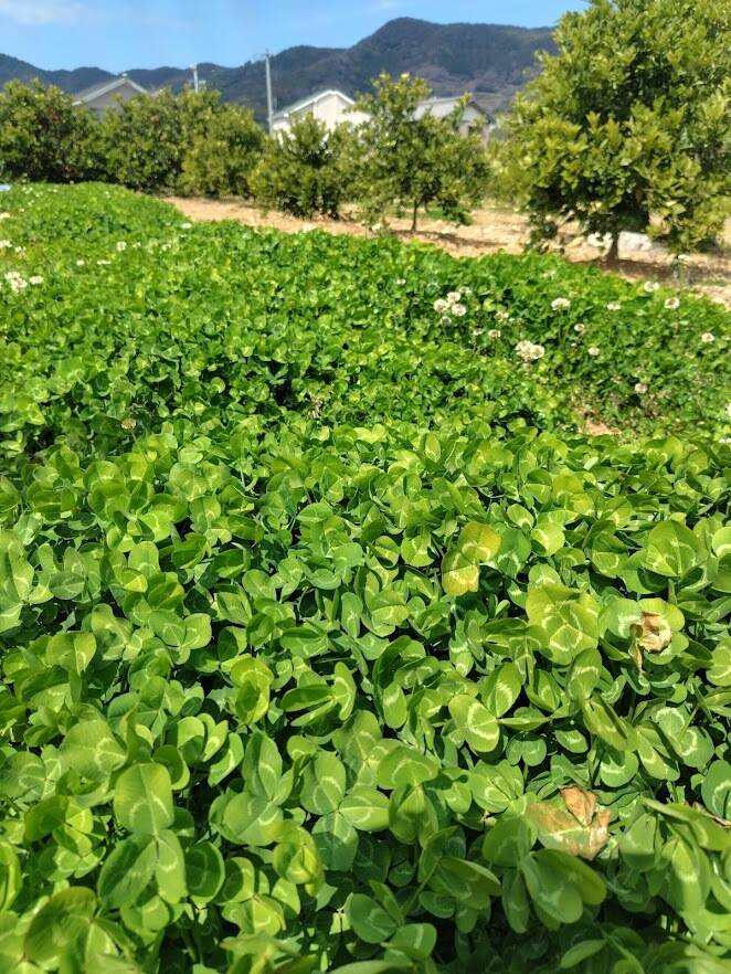 ☘☘☘ 6つ葉のクローバー ☘☘☘｜食べチョク｜産地直送(産直)お