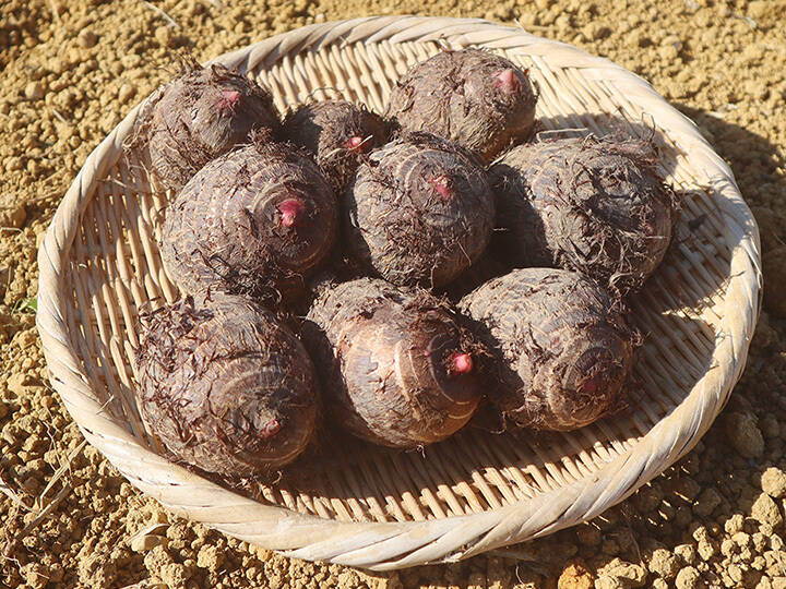 ほっくり里芋〈セレベス〉1kg＋親芋1個（農薬・化学肥料不使用）：静岡