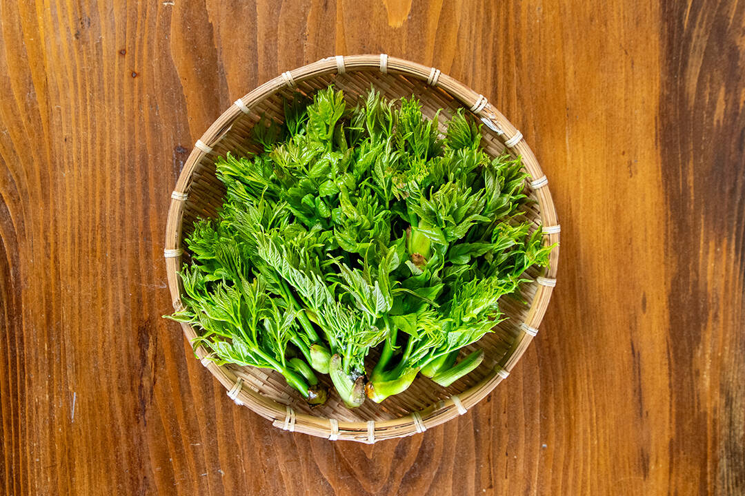 ミイさん専用　タラの芽 ミイさん専用 タラの芽
