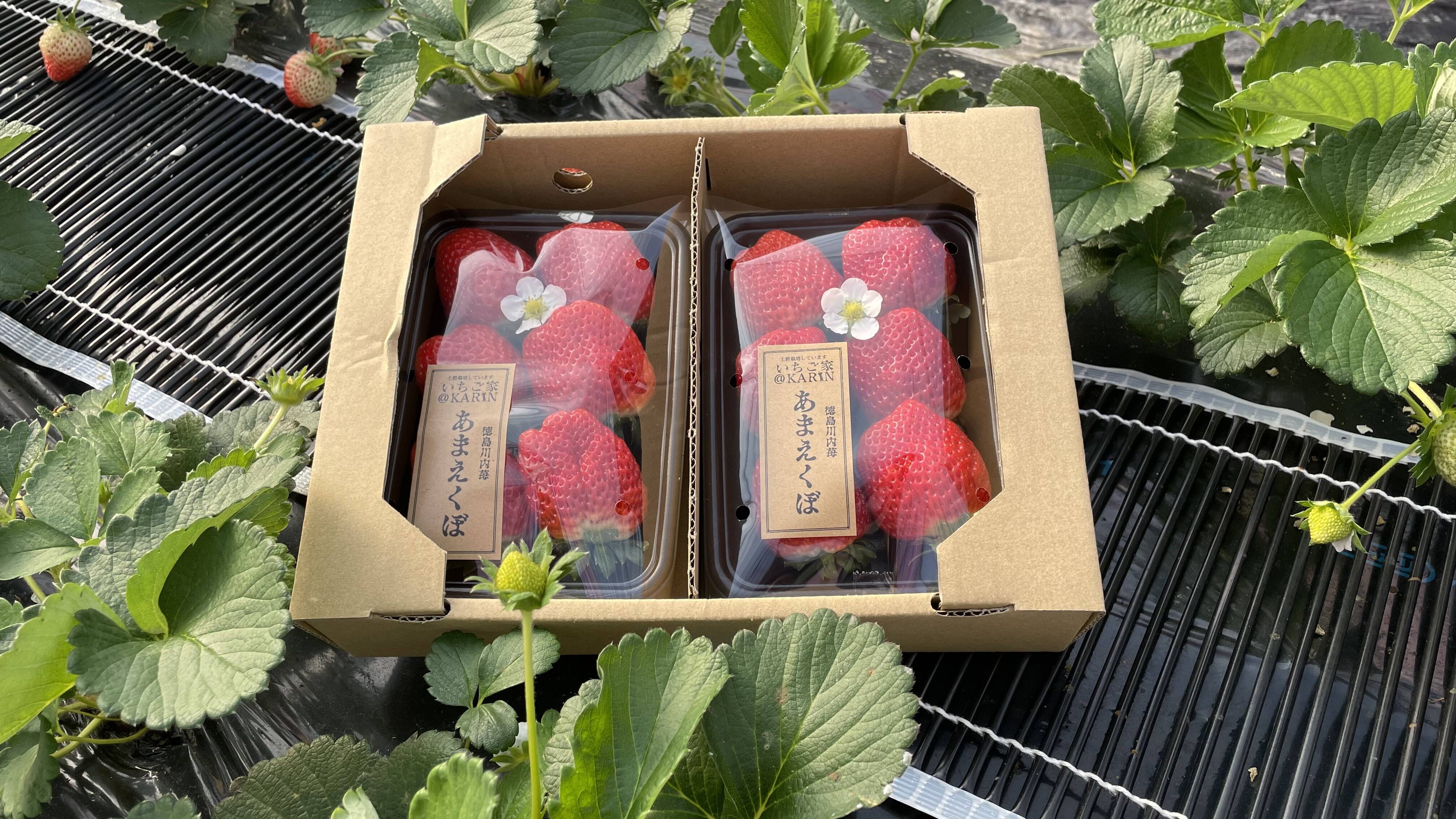 稀少苺？徳島川内産『あまえくぼ』250g以上×4p：徳島県産のあまえくぼ
