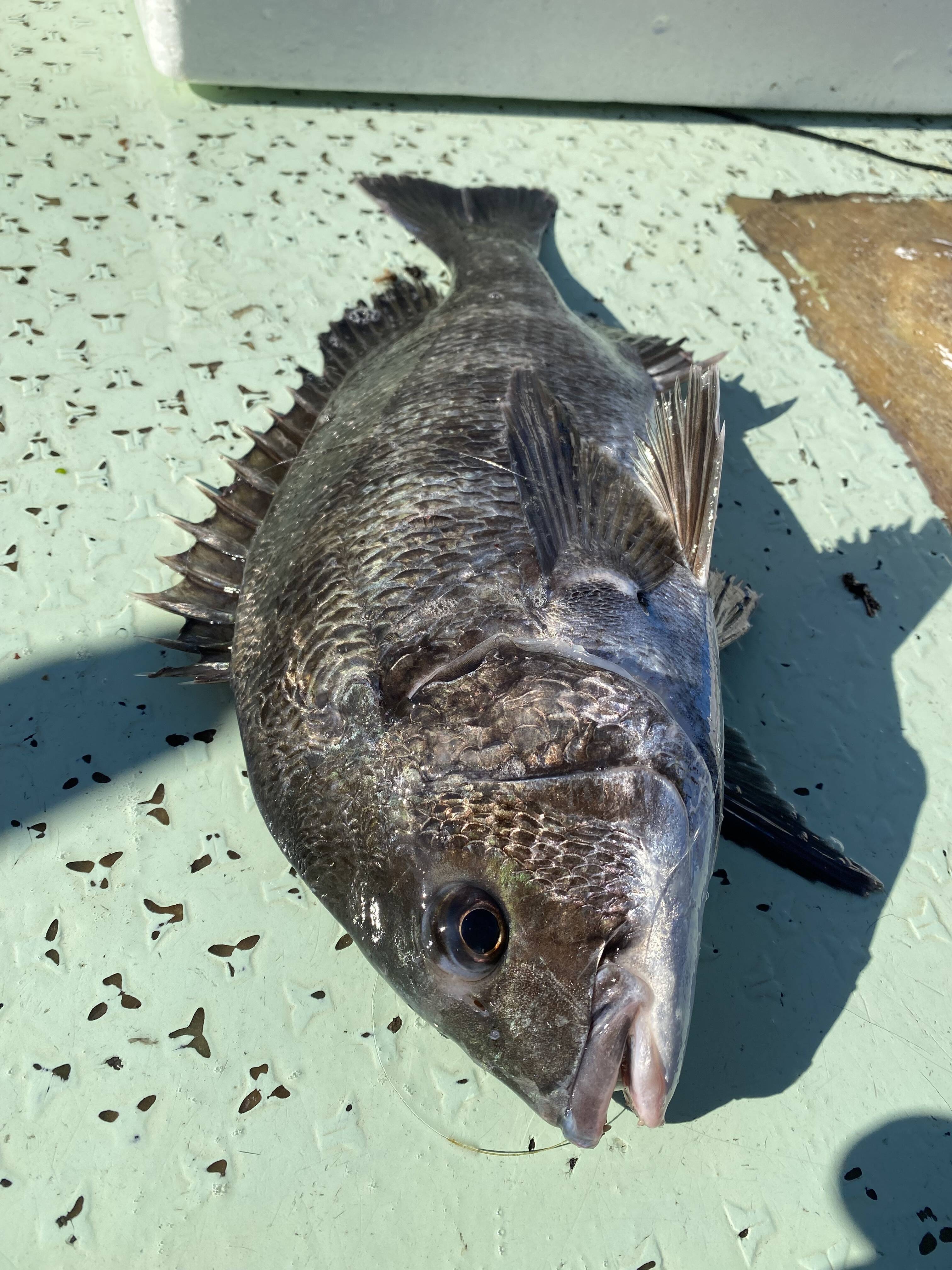 チヌ 黒鯛 美味しい旬が到来！鱗、内臓処理可能。：和歌山県産の加工品