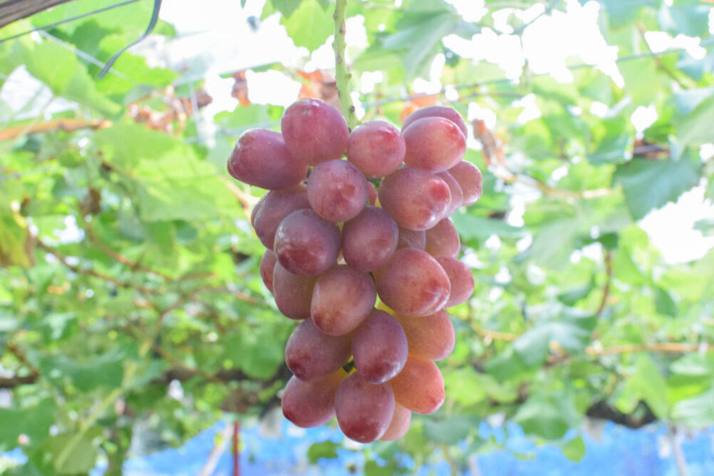 令和6年9月発送【長野県限定生産】☆種無し☆丸ごと☆クイーン