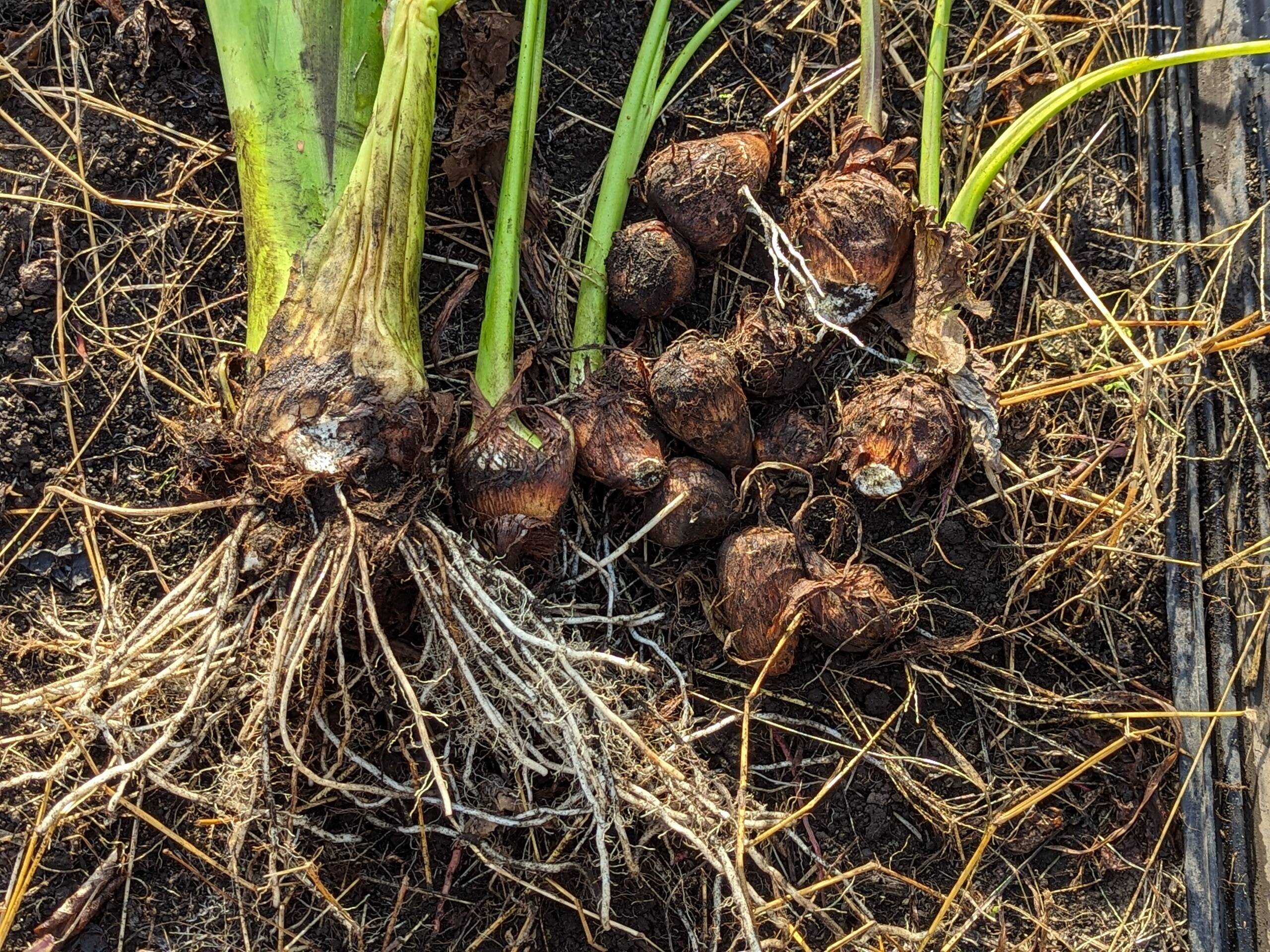 【農薬不使用】女早生 里芋 土付き 種イモ 農薬不使用】女早生 里芋 土付き 種イモ