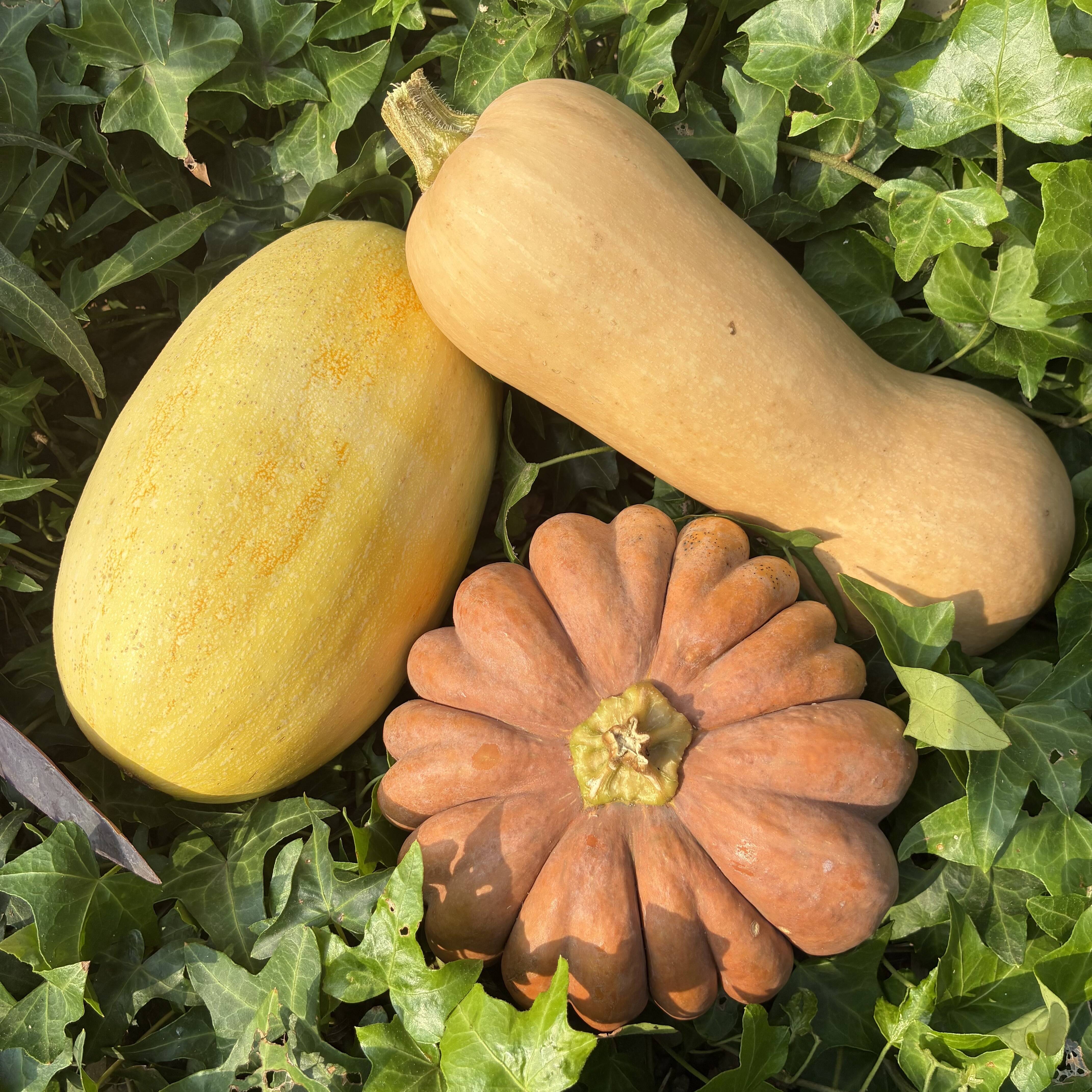 見た目も楽しめる！かぼちゃ詰め合わせセット3種＊固定種＊3kg：茨城県