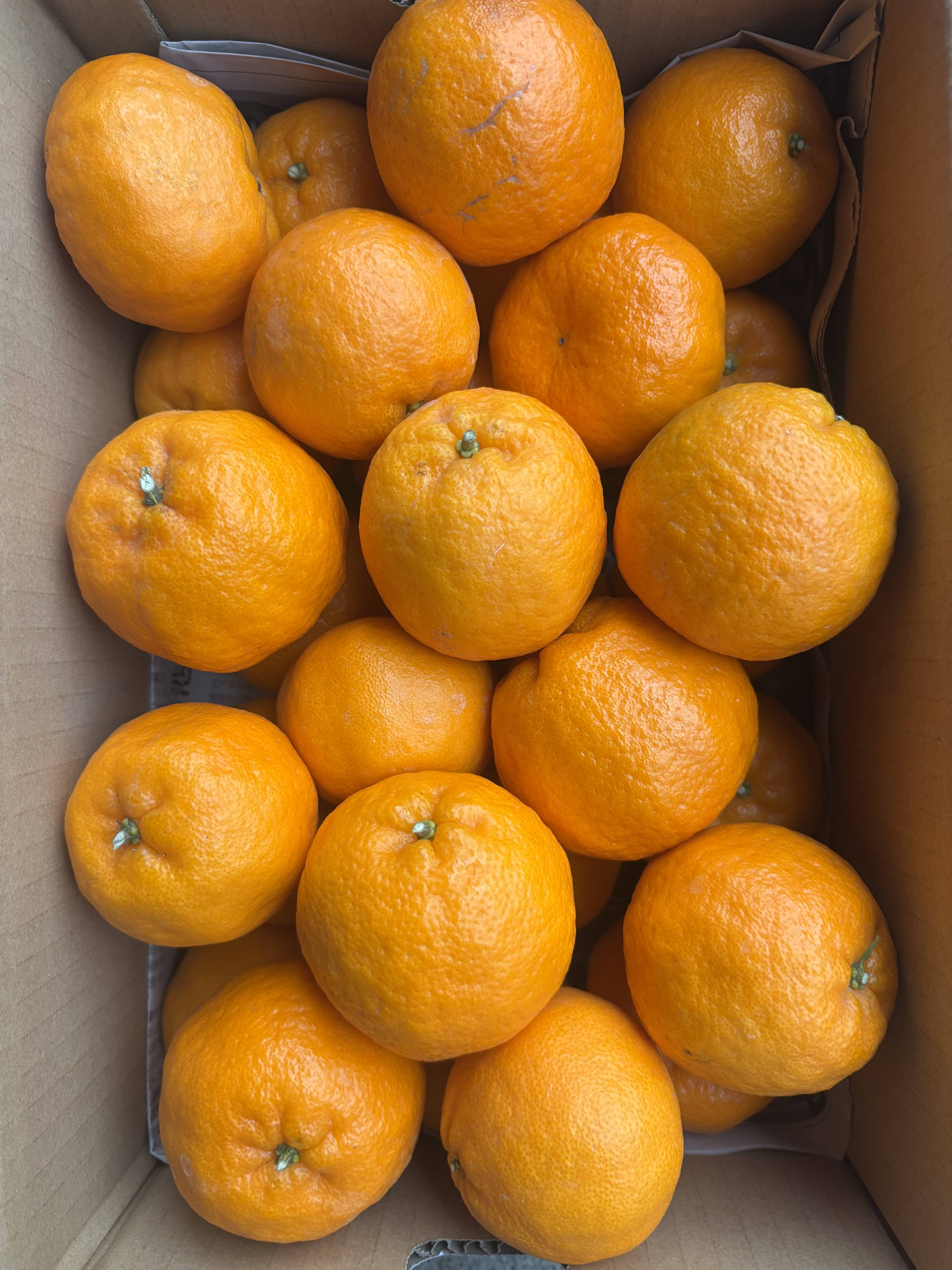 3k箱 ポンカン 除草剤使用無 万田酵素散布】：愛媛県産のみかん 