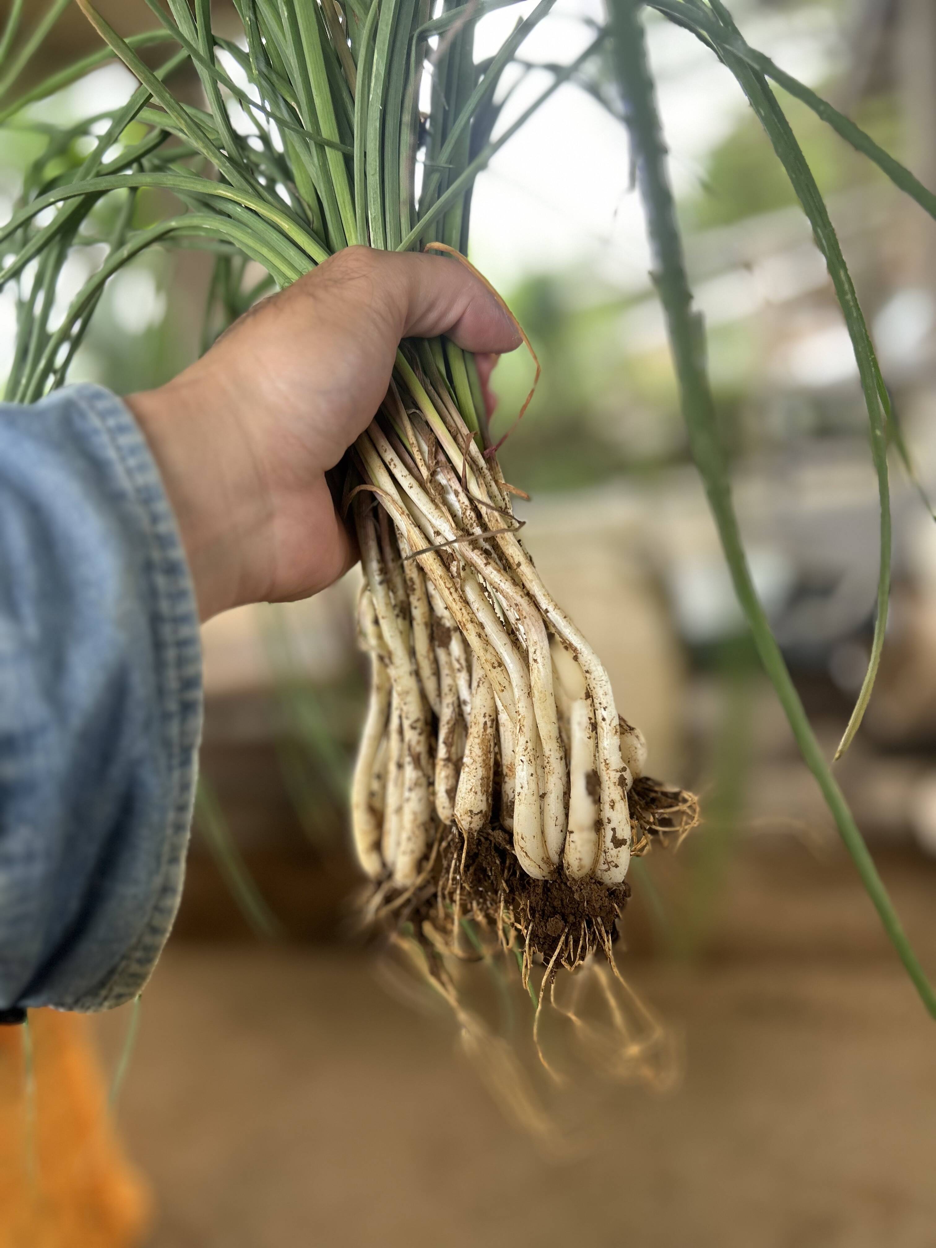お試し価格【メール便配送300g】沖縄 伊江島特産 島らっきょう 300g