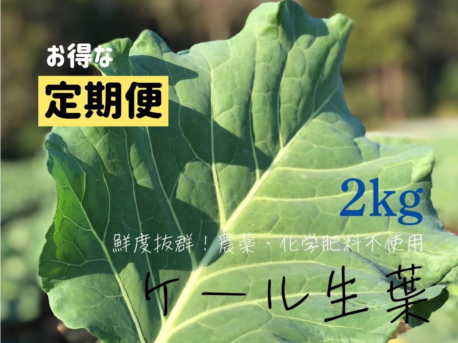 本州エリア】【お買い得】農薬・化学肥料不使用栽培のケール【2ｋｇ