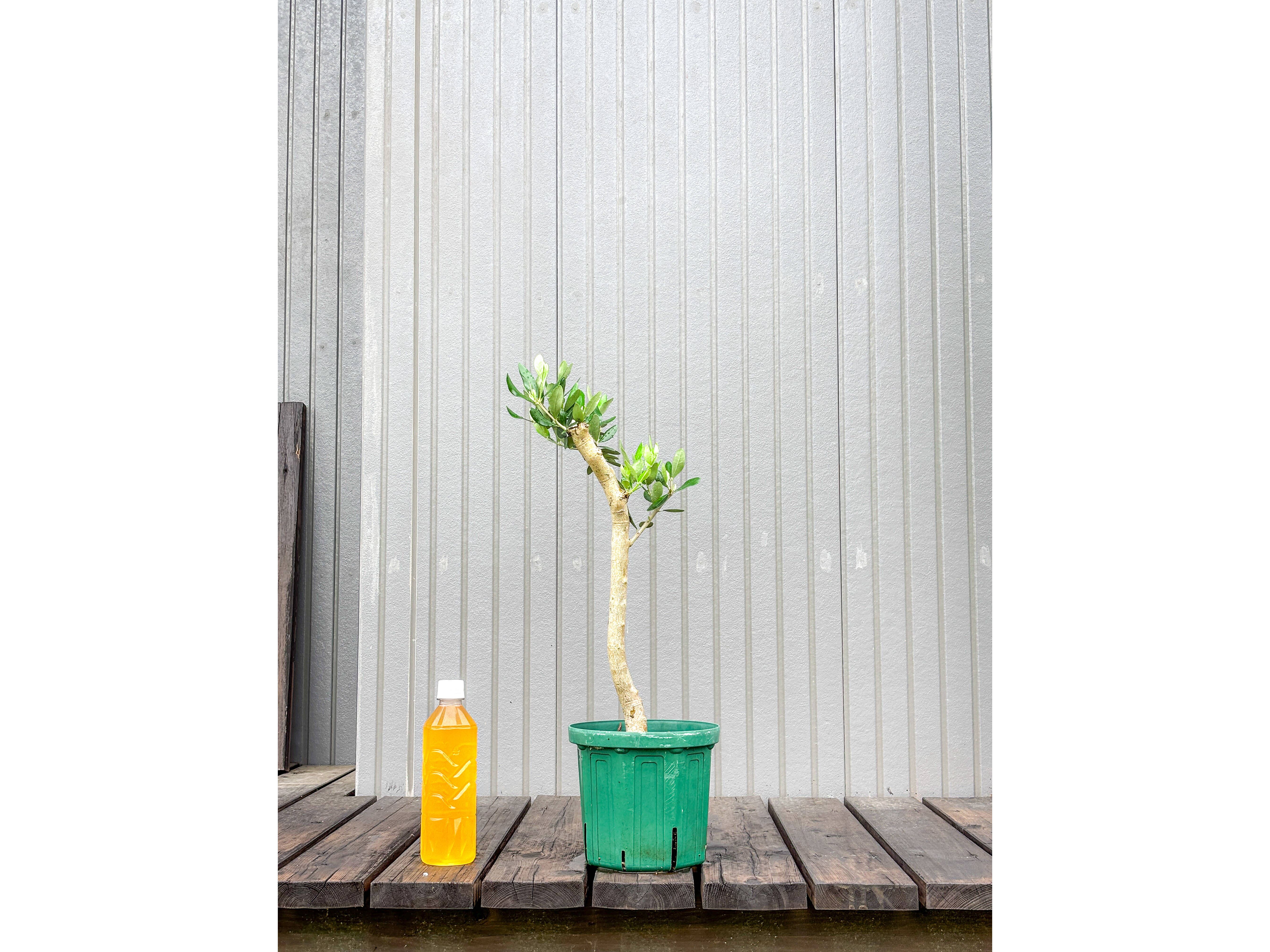 オリーブの木　ラキーノ　太幹　植物　盆栽　インテリア オリーブの木 ラキーノ 植物 盆栽 古木 インテリア