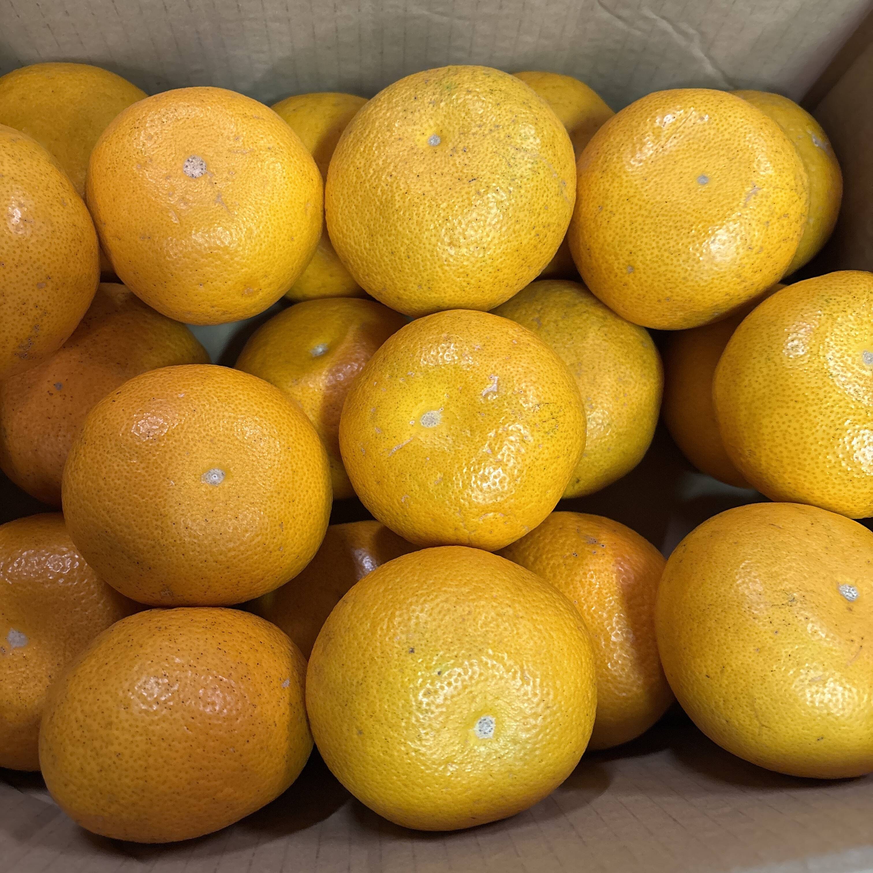 2026 新鮮でプリプリ！和歌山県産木なり八朔 S～2L サイズ混合 5kg