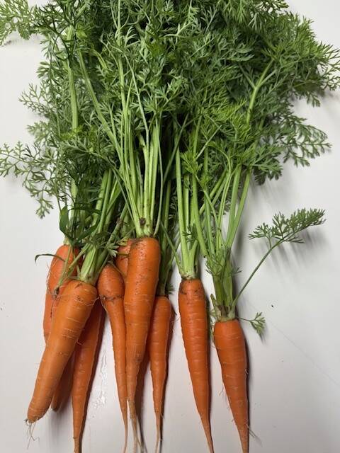 予約受付 農薬・除草剤・化学肥料不使用 訳あり ミニ人参【葉っぱ付き