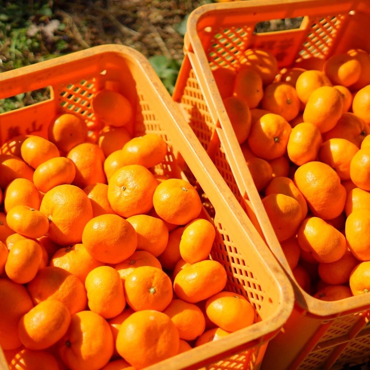 伊木力みかん】家庭用みかん５ｋｇ：長崎県産のみかん｜食べチョク