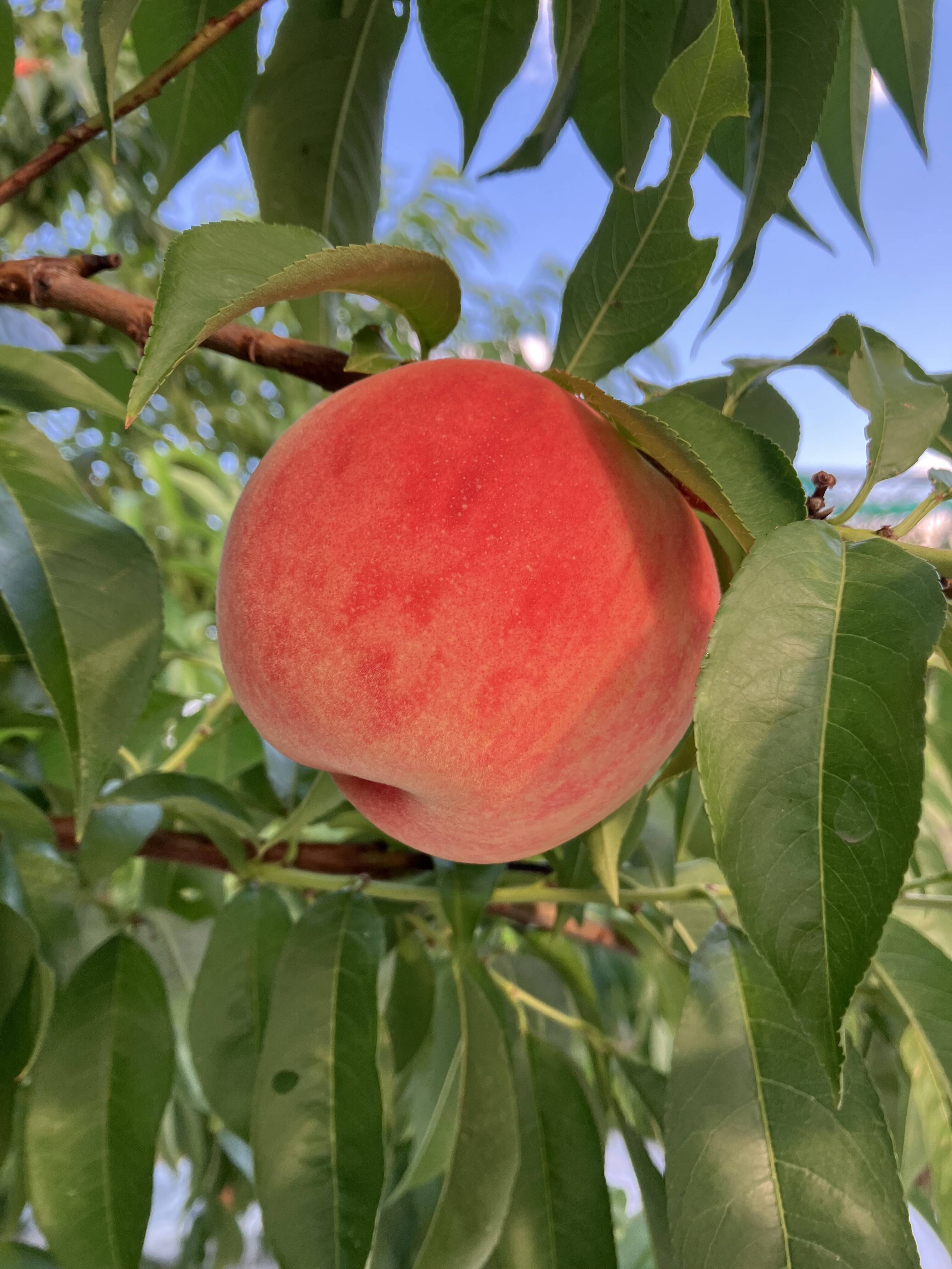 ご家庭用】朝どれモモ 品種おまかせ約3㎏（8玉-12玉）：山形県産の白桃