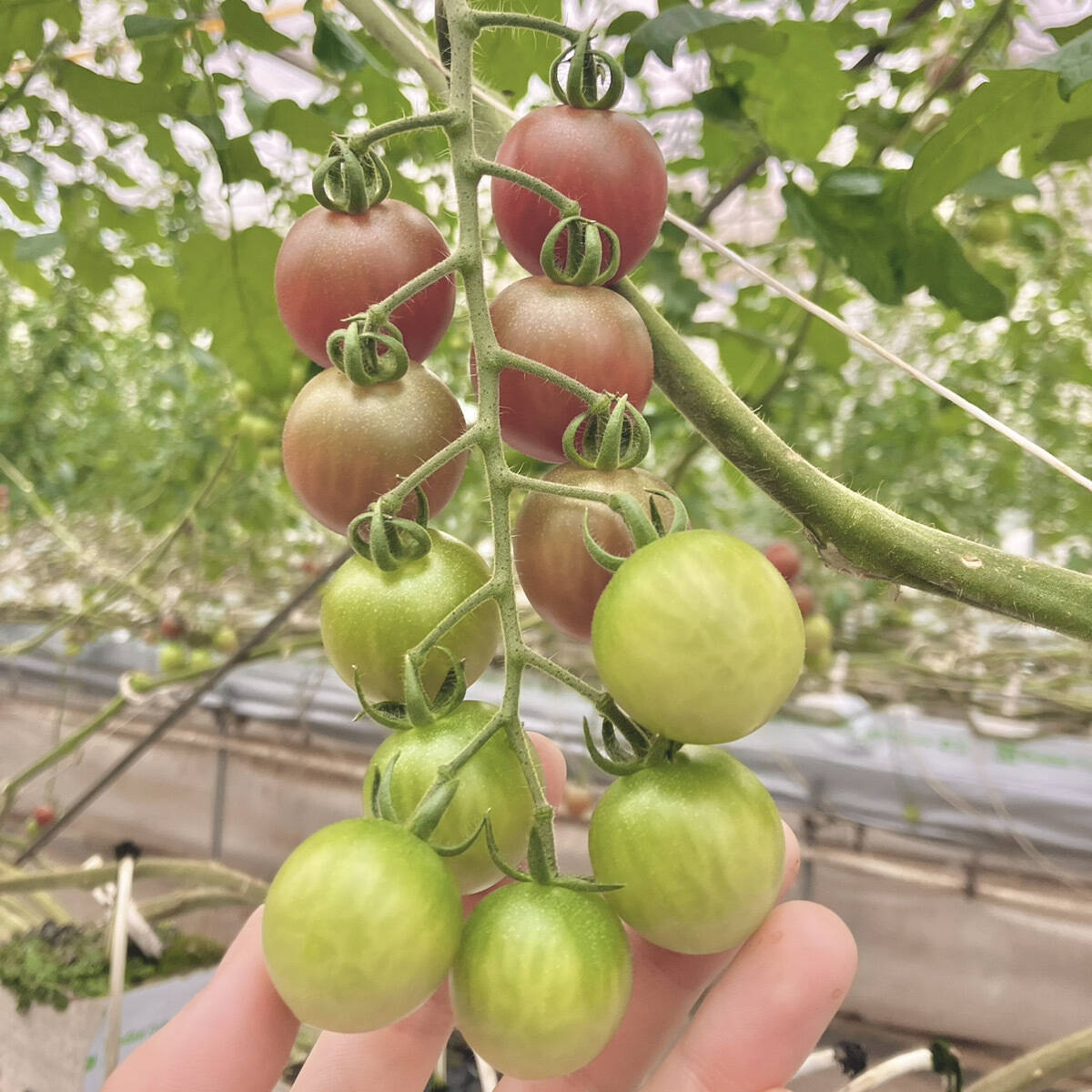 グリーンドクターズトマトの種(自然栽培) グリーンドクターズトマトの種(自然栽培) トマト種