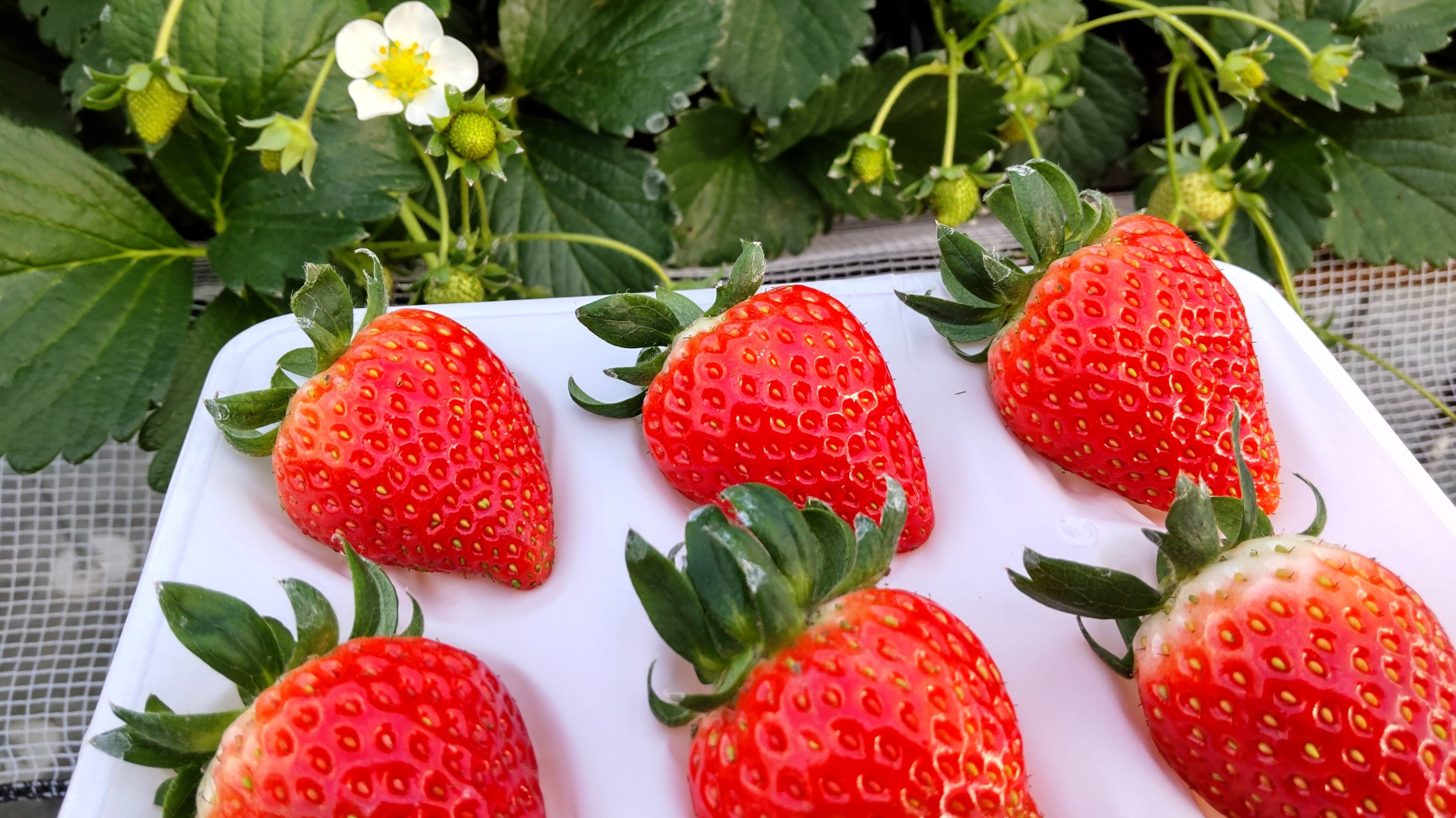 三拍子そろった美味しさ！苺品種：❝よつぼし❞ 300g以上x2p：大阪府