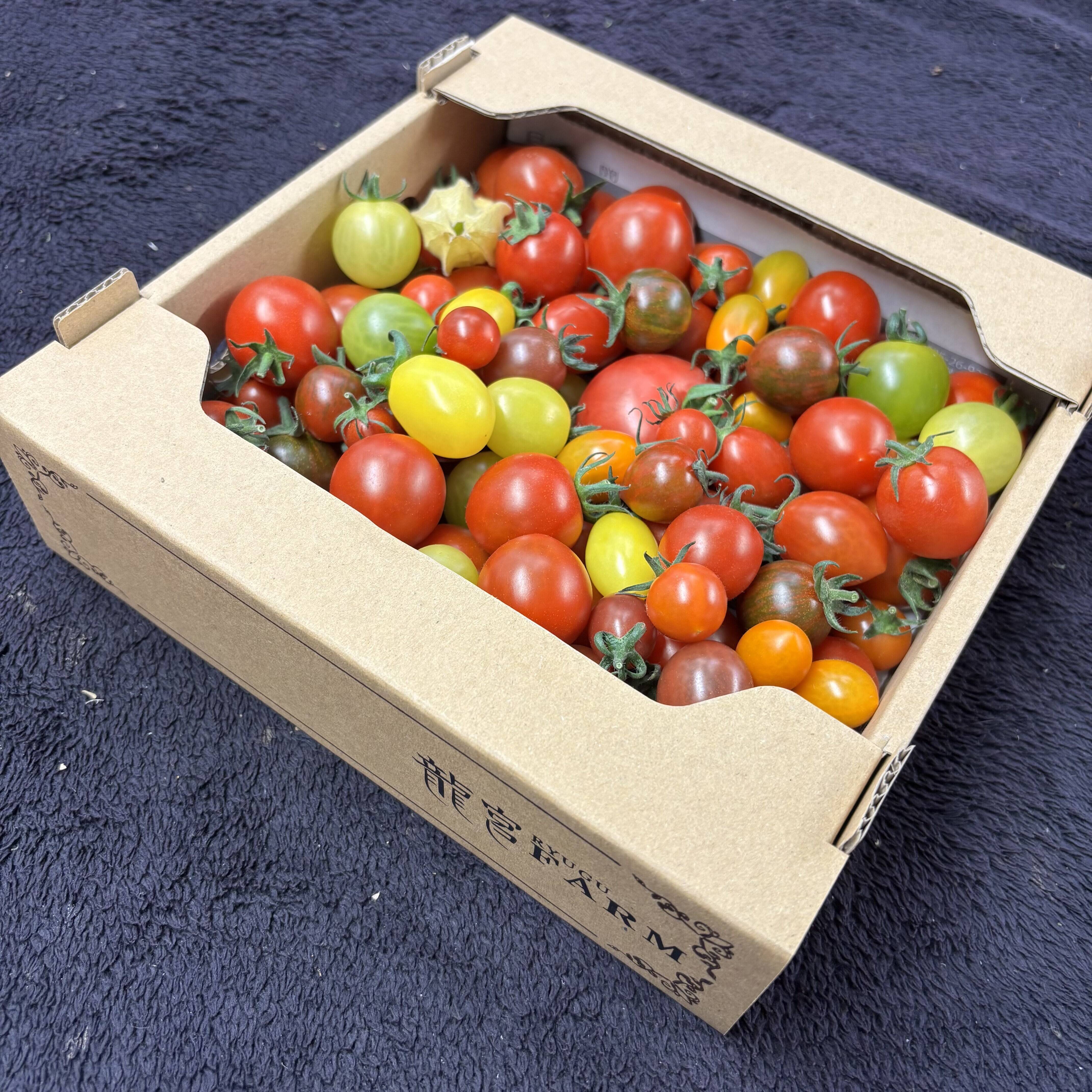 まるでトマトの宝石箱やぁ♪ 思わずにっこり、龍宮ジュエリー（1.0kg 
