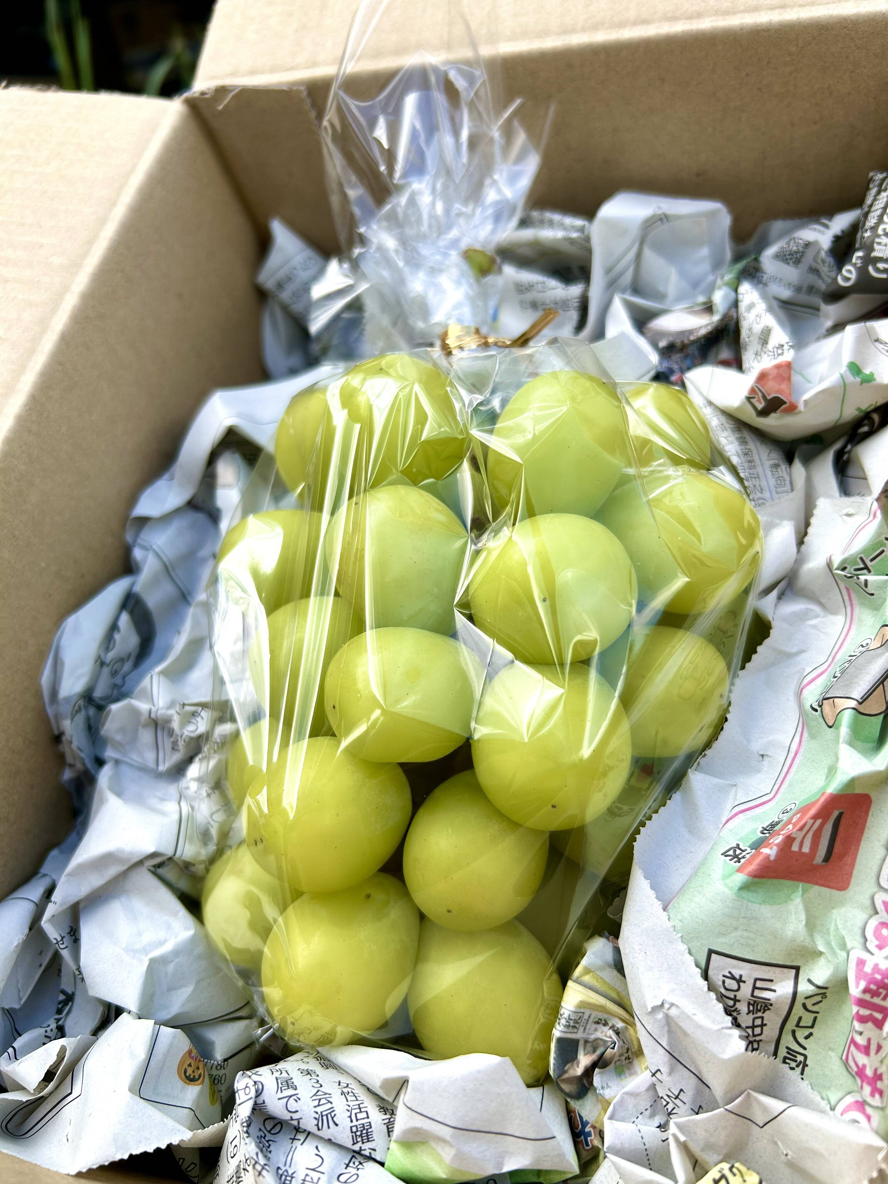 すぐ出荷】秋の味覚といったら！朝採れ直送シャインマスカット（約600g