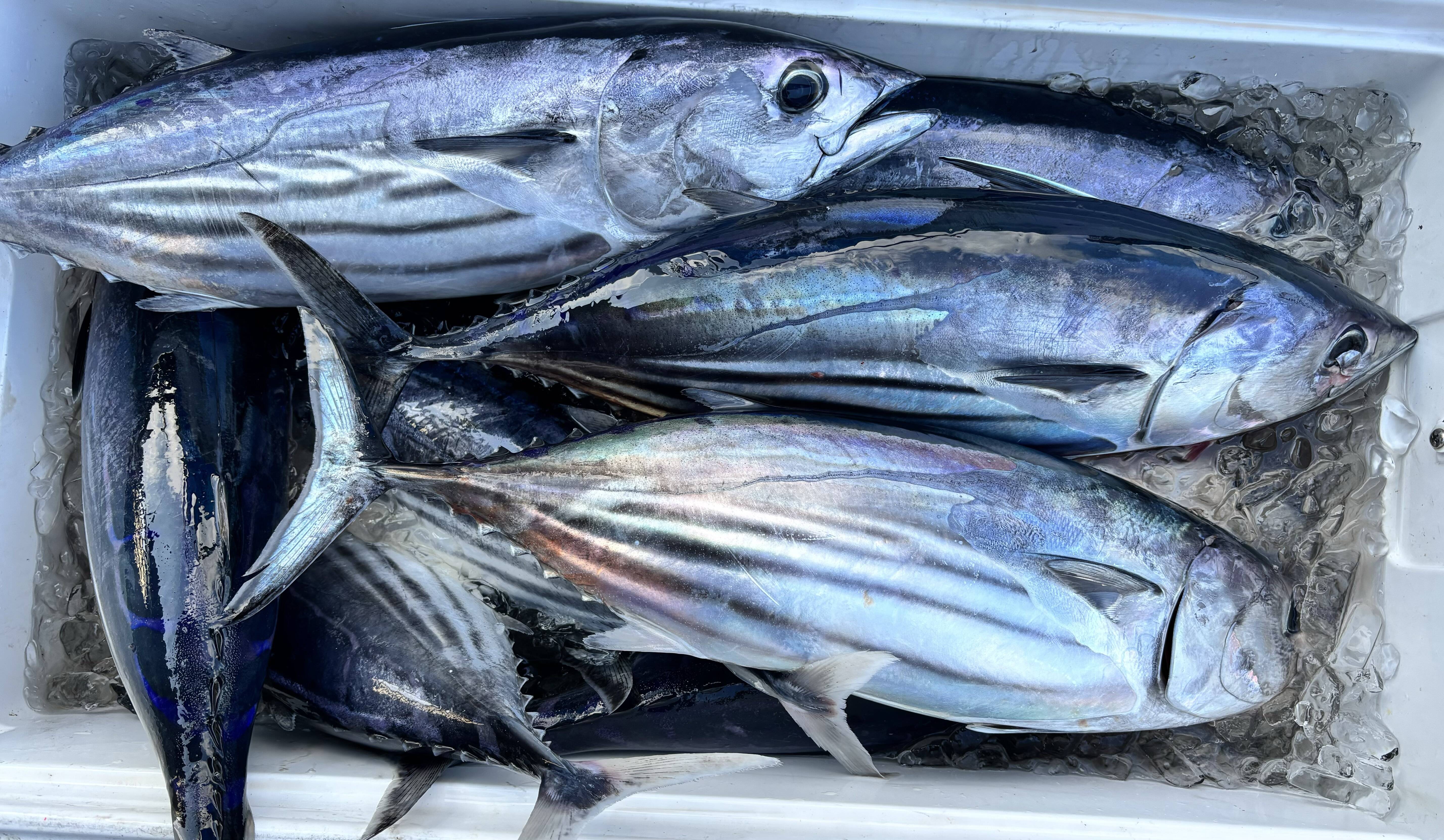 獲れ次第発送！初カツオ‼️超新鮮！船上血抜きカツオ！2匹入り！：徳島